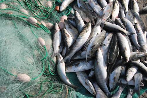 Фото Hotel Mediteran Ulcinj