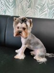 Груминг и точка (ulitsa im. Geroya Sarabeyeva V.I., 5к3), pet salon