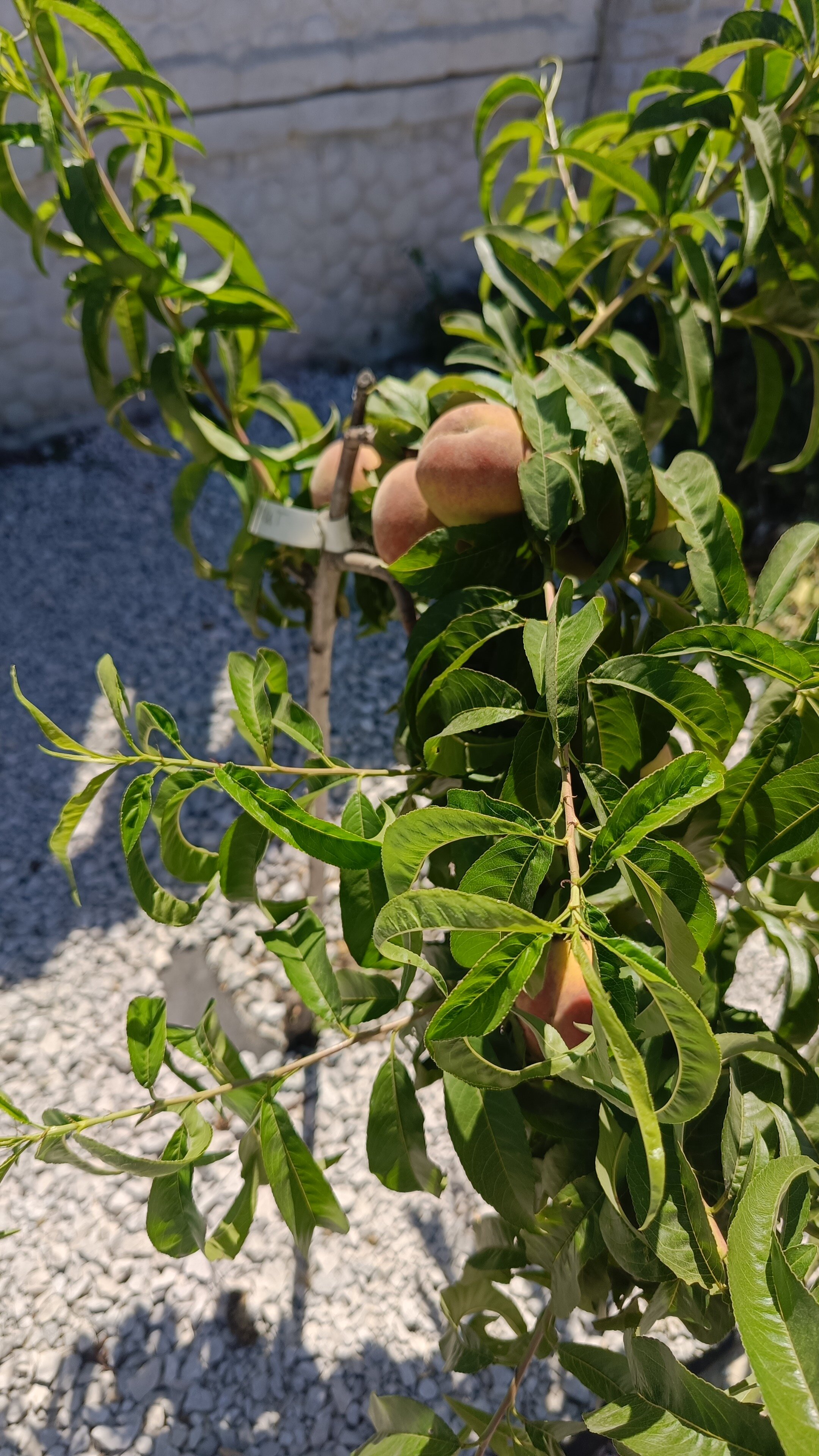 Фото Вилла 7 Ветров