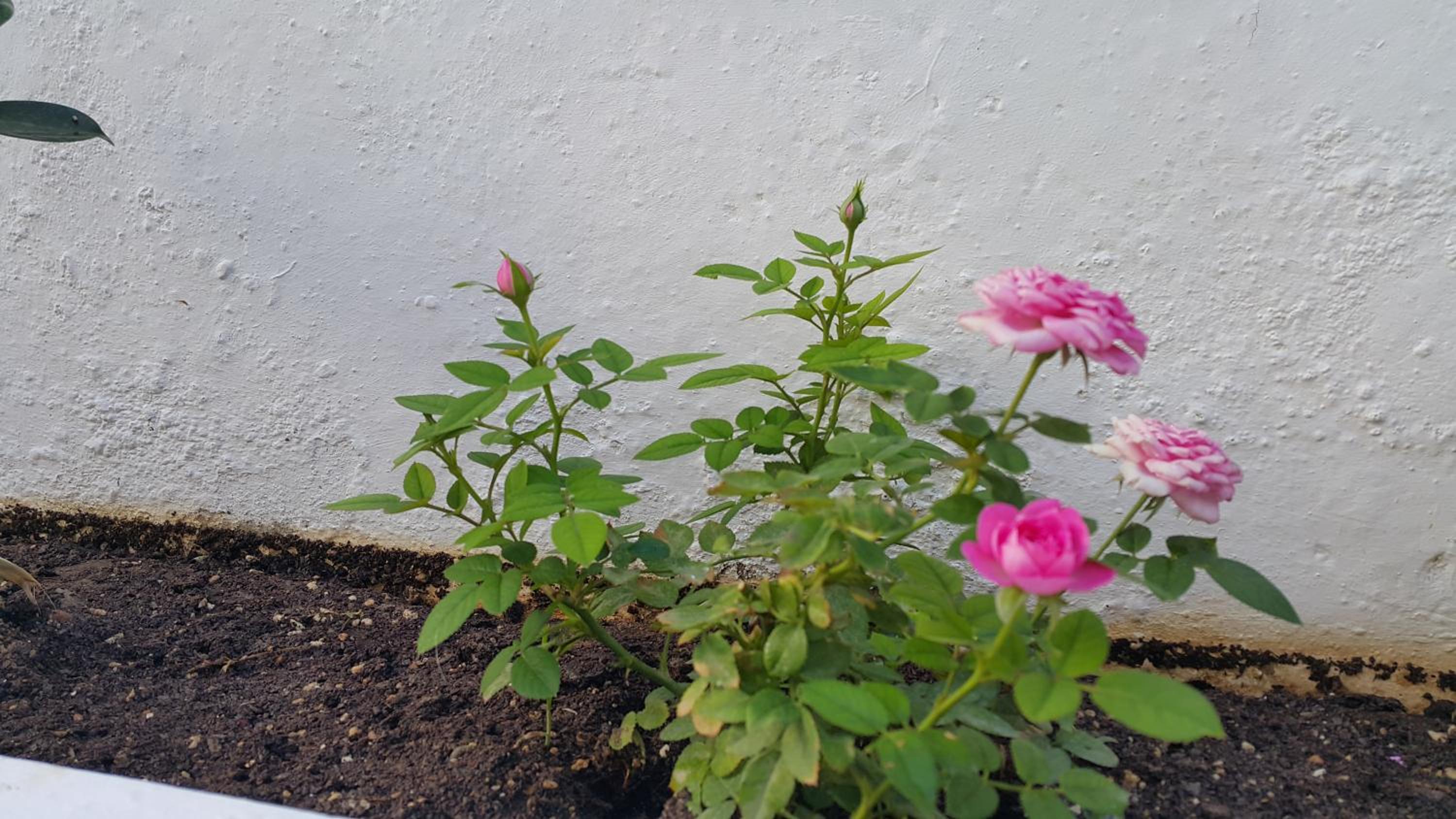 Фото Lindos centre studios