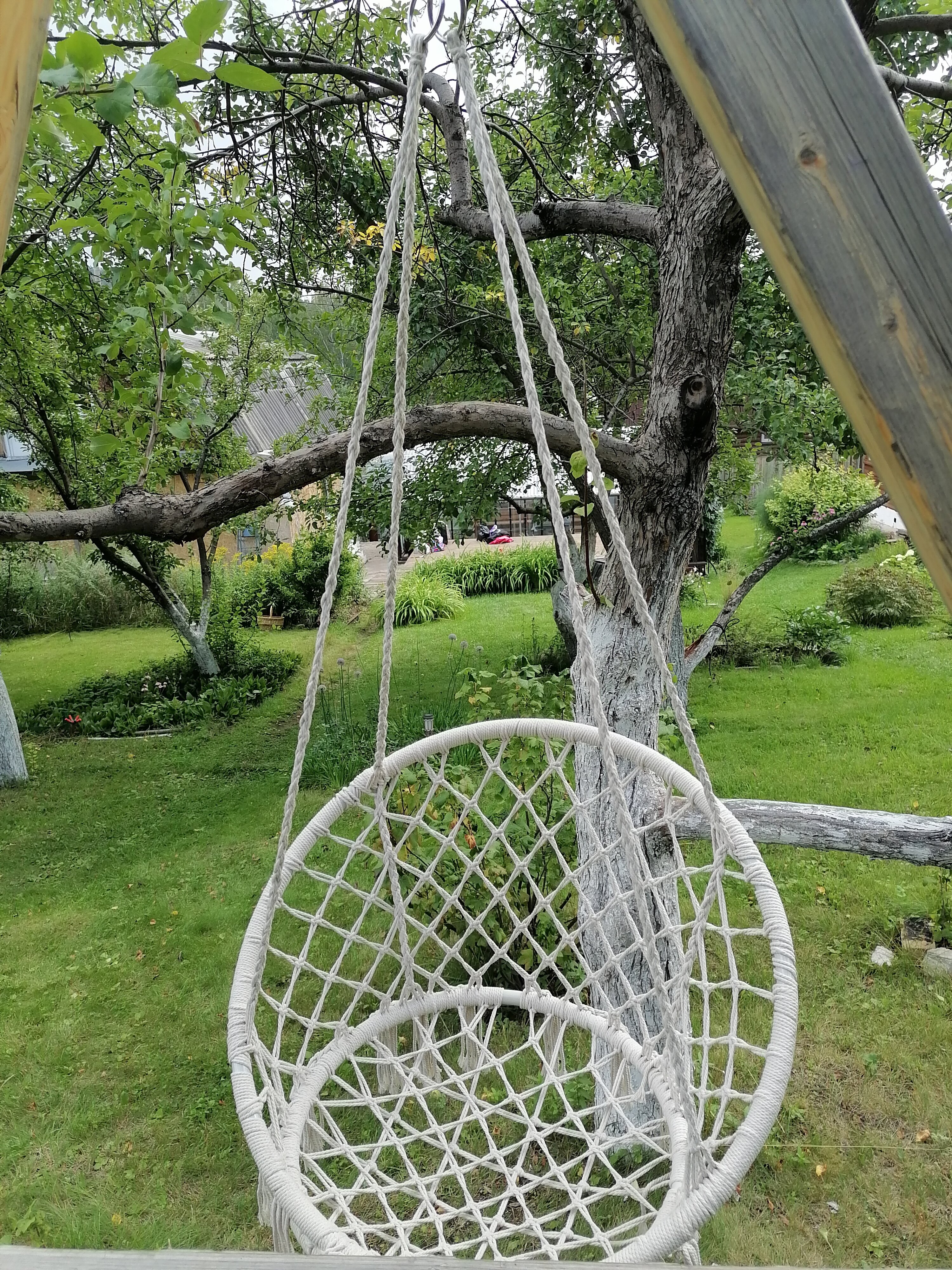 Фото Дикая Вишня