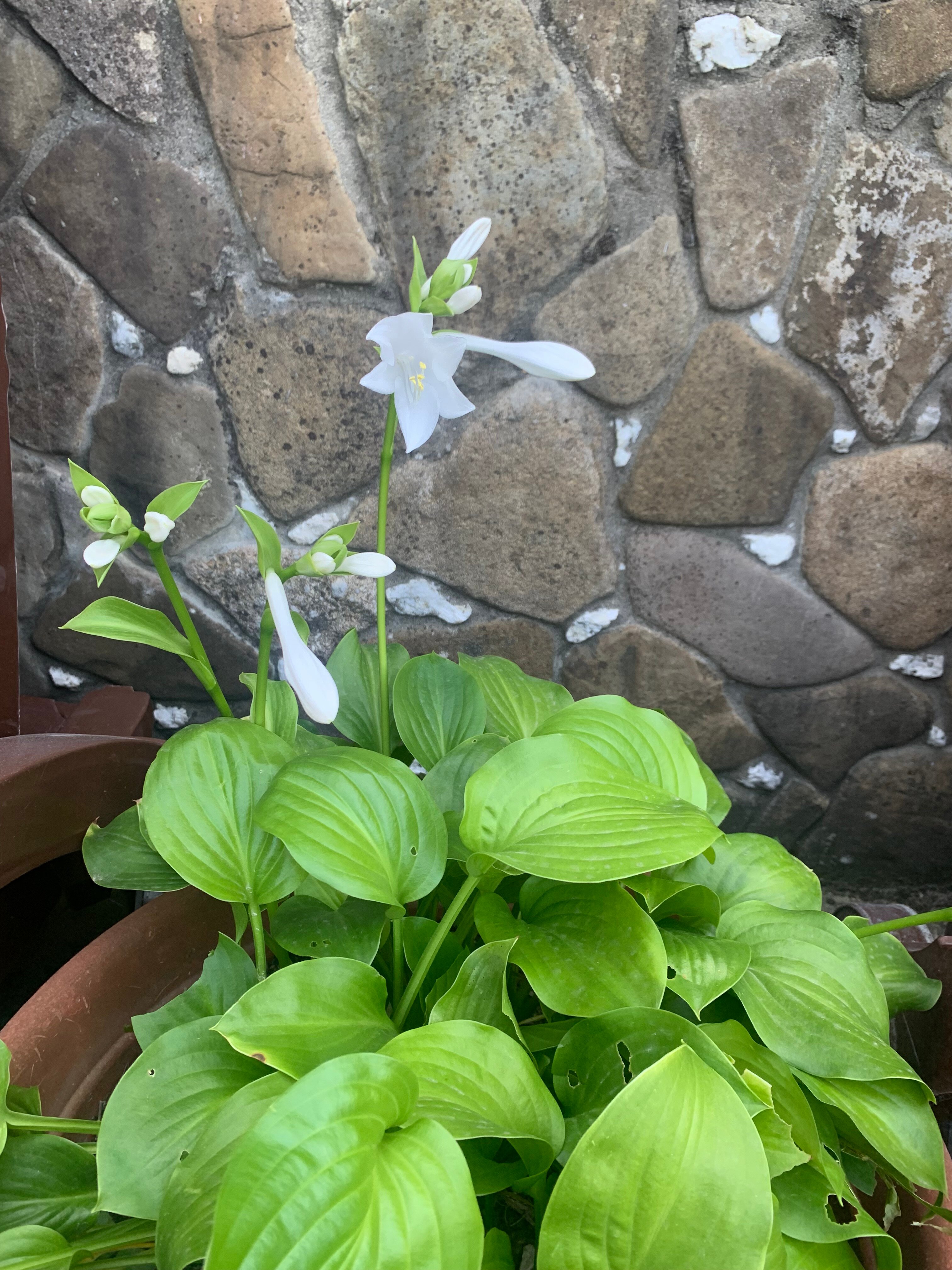 Фото Альпийский хуторок