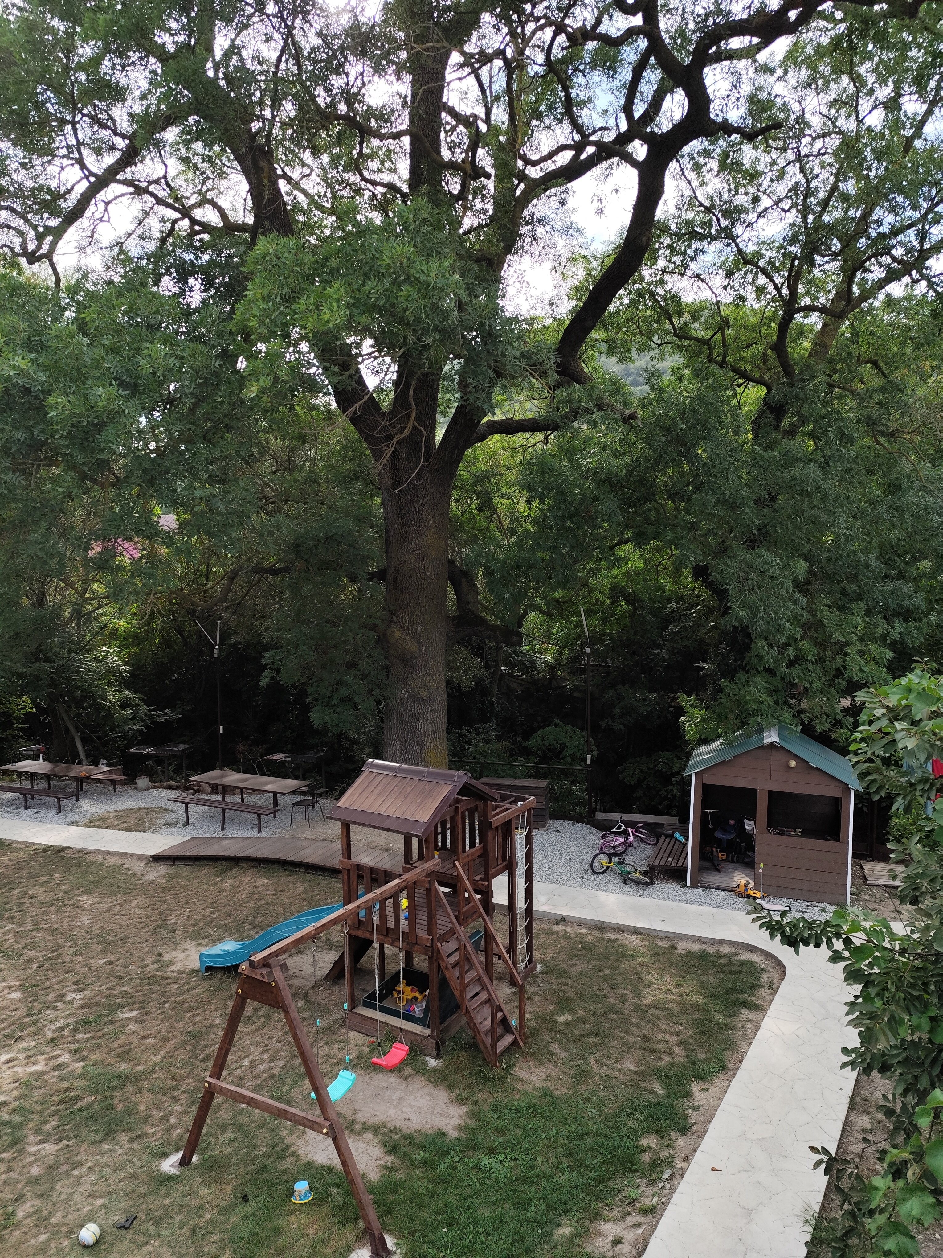 Фото Старый Ясень