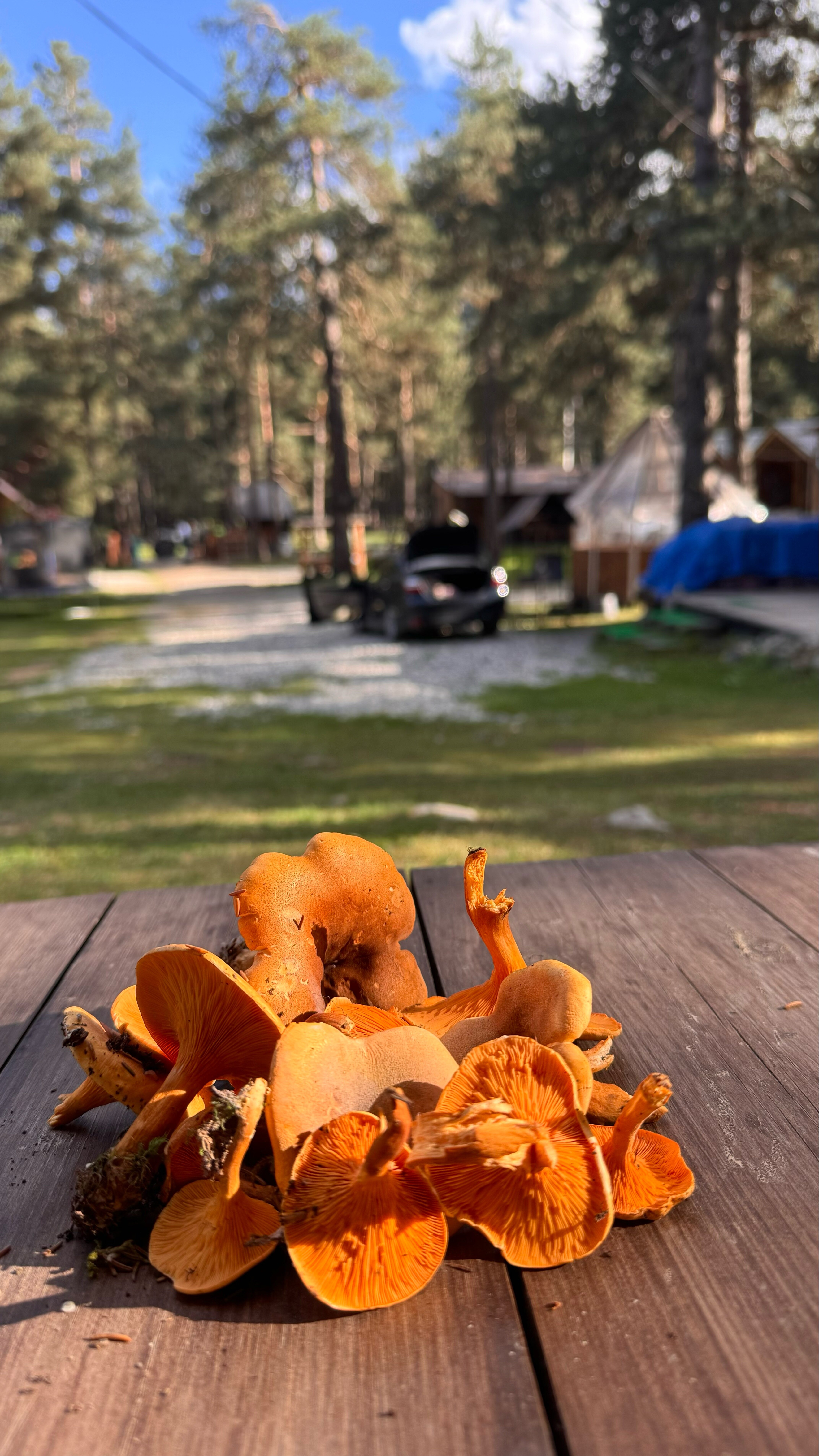 Фото КараБелка