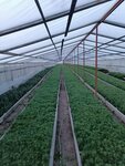 Big Mari Forest (derevnya Bolshoy Kozhvozh, ulitsa Bolshoy Kozhvozh, 21), plant nursery