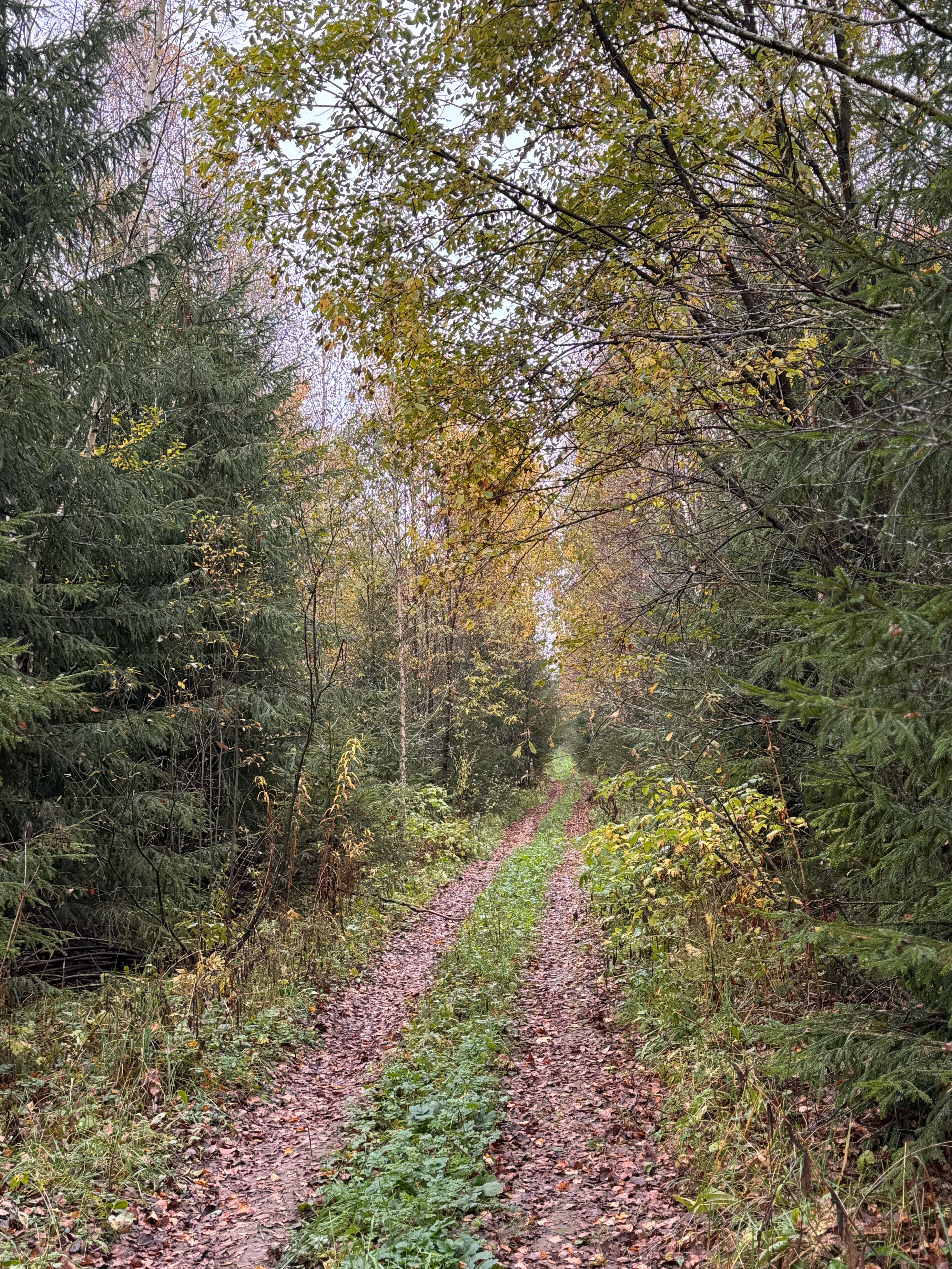 Фото Вудхаус