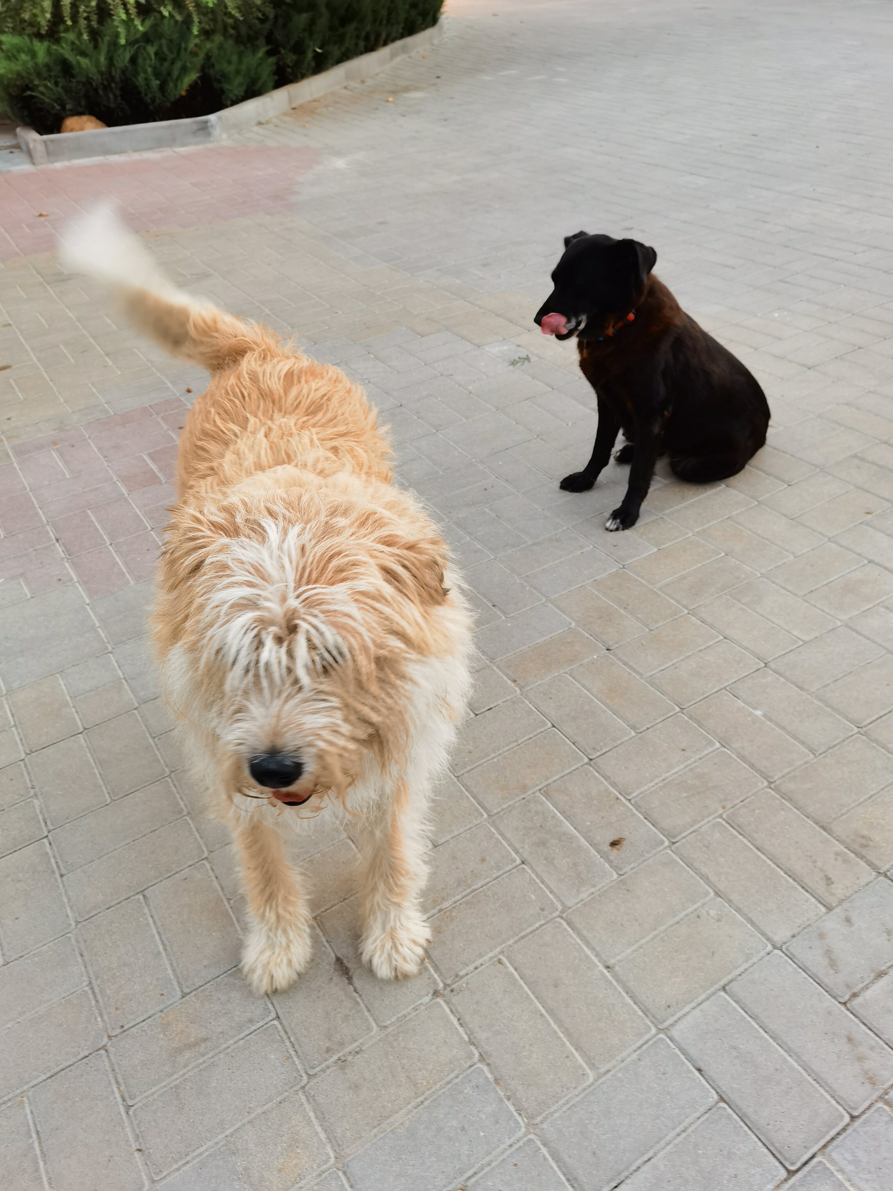 Фото Снегирь