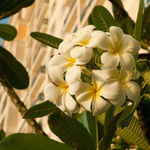 Гостиница The Leela Palace Chennai