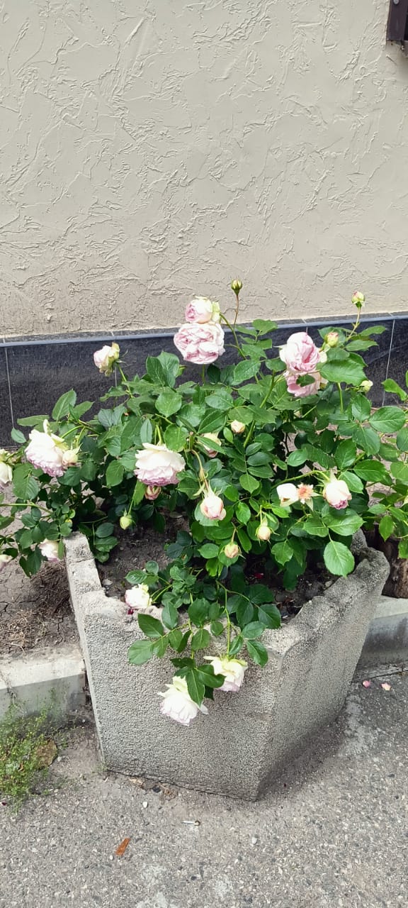 Фото Доходный дом на Яснополянской