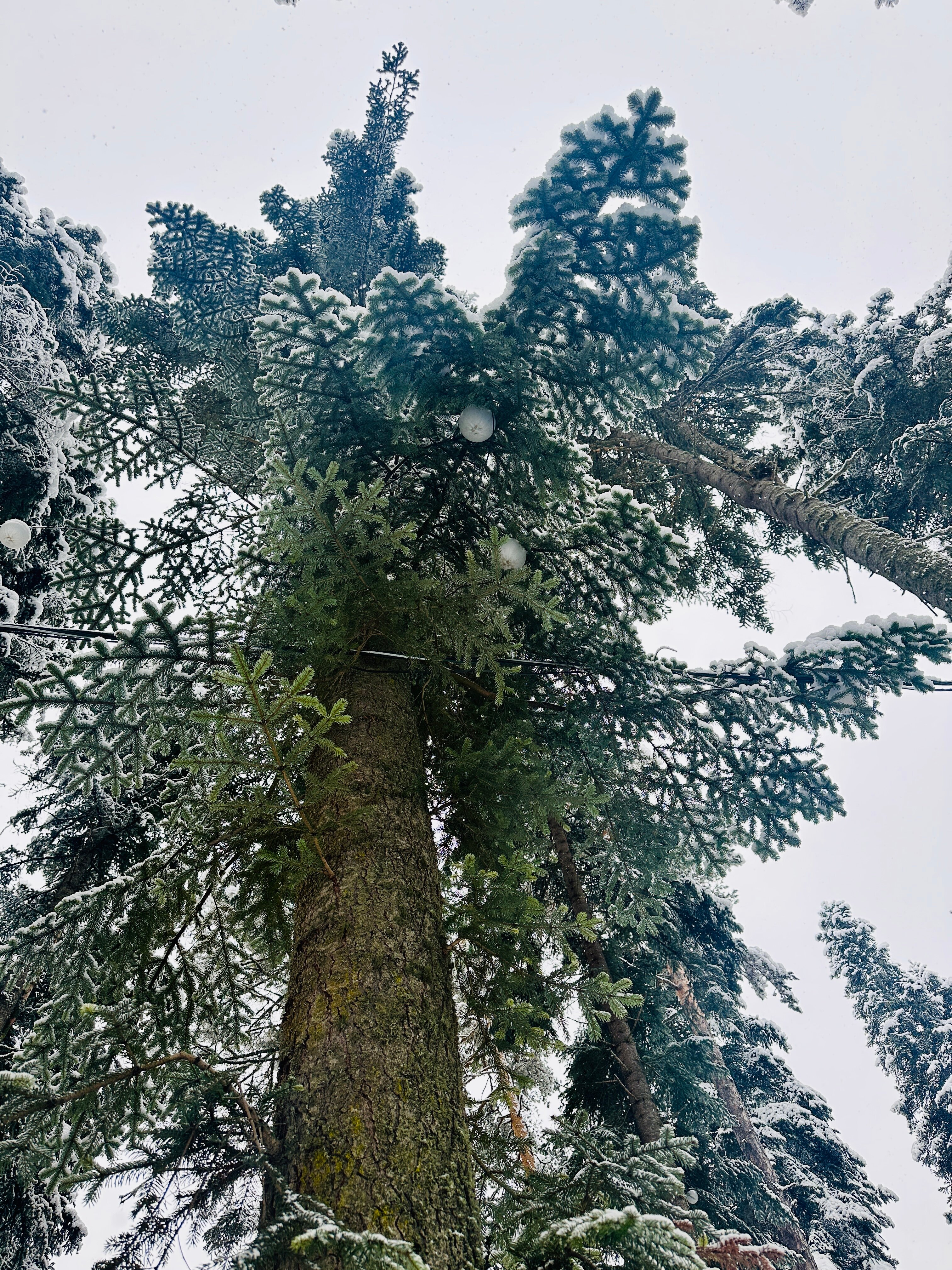 Фото Пихтовый парк