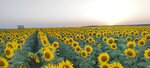 КФХ Агафонов (Republic of Adygea, Maykopsky District, Kuzhorskoye selskoye poseleniye), productos agrícolas