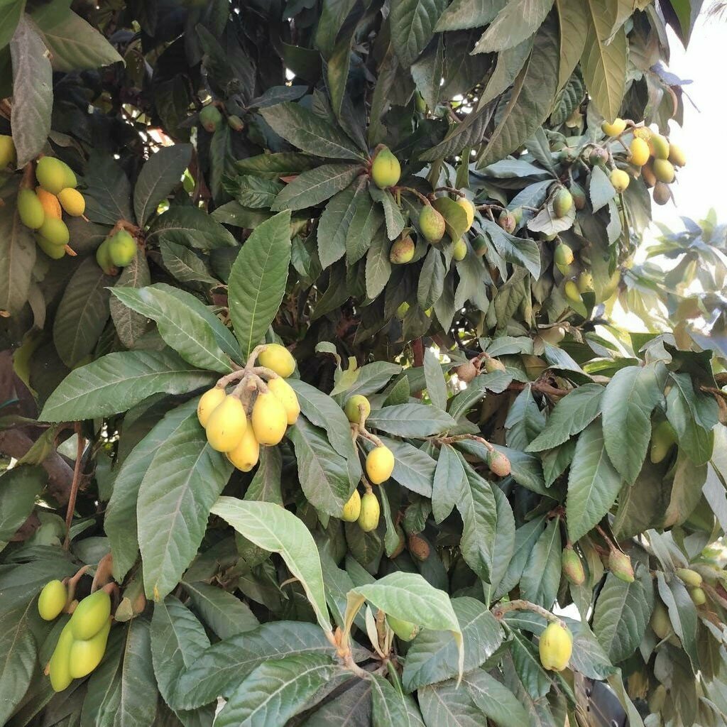 Park Selcuklu Park, Manavgat, photo