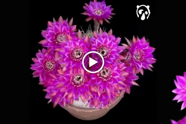 Amusement park Ant Lunapark&Cafeteria, Siverek, photo