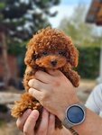 Petshopmicro (posyolok gorodskogo tipa Andreyevka, Tsvetochnaya ulitsa, 23/1) ، مربي الحيوانات