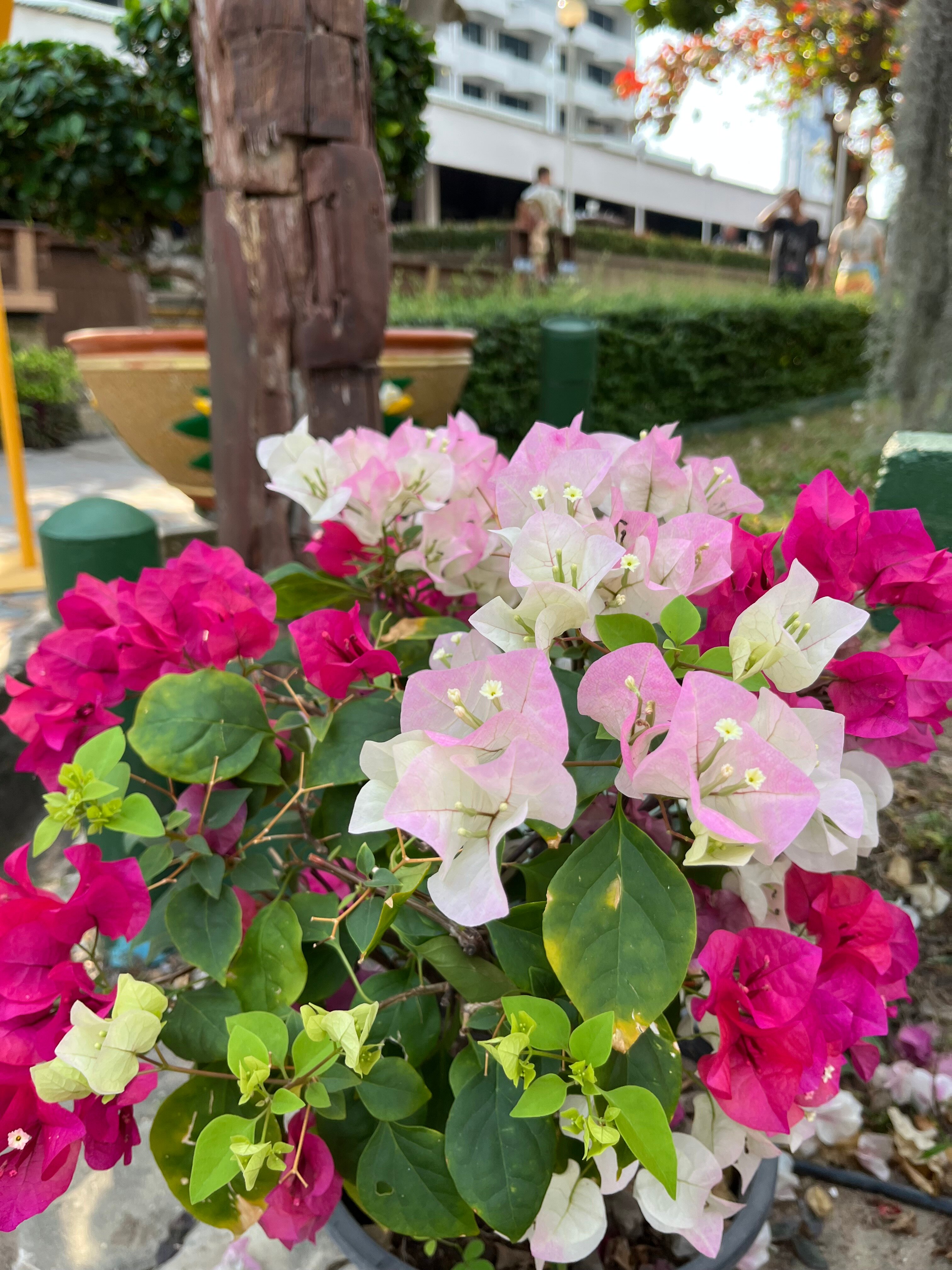 Фото Asia Pattaya Hotel