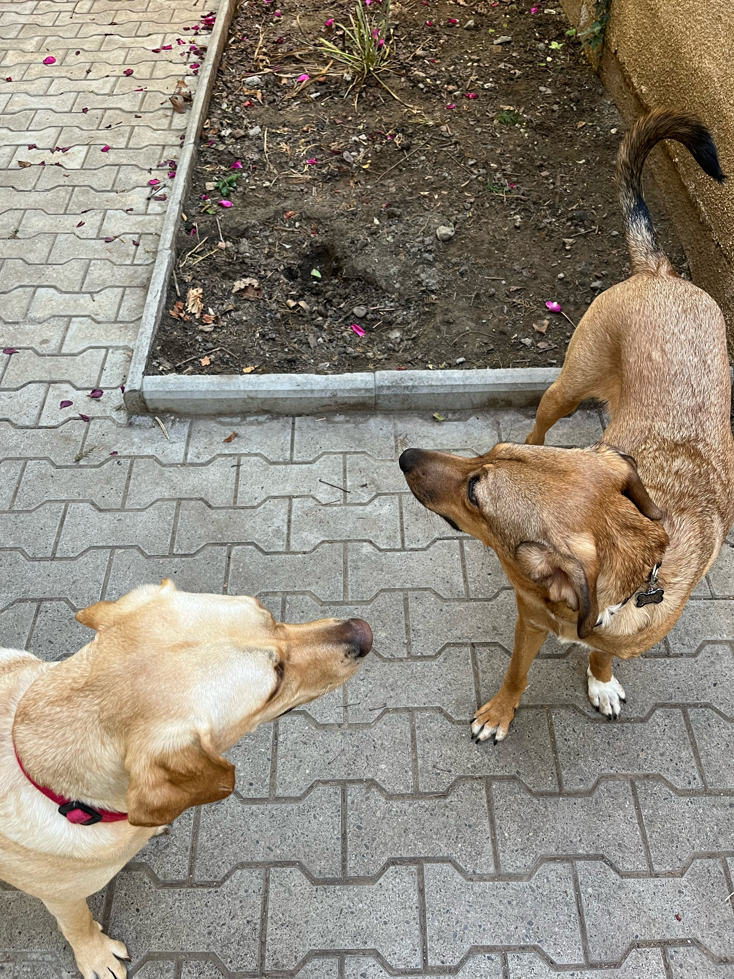 Фото Tbilisi Tales