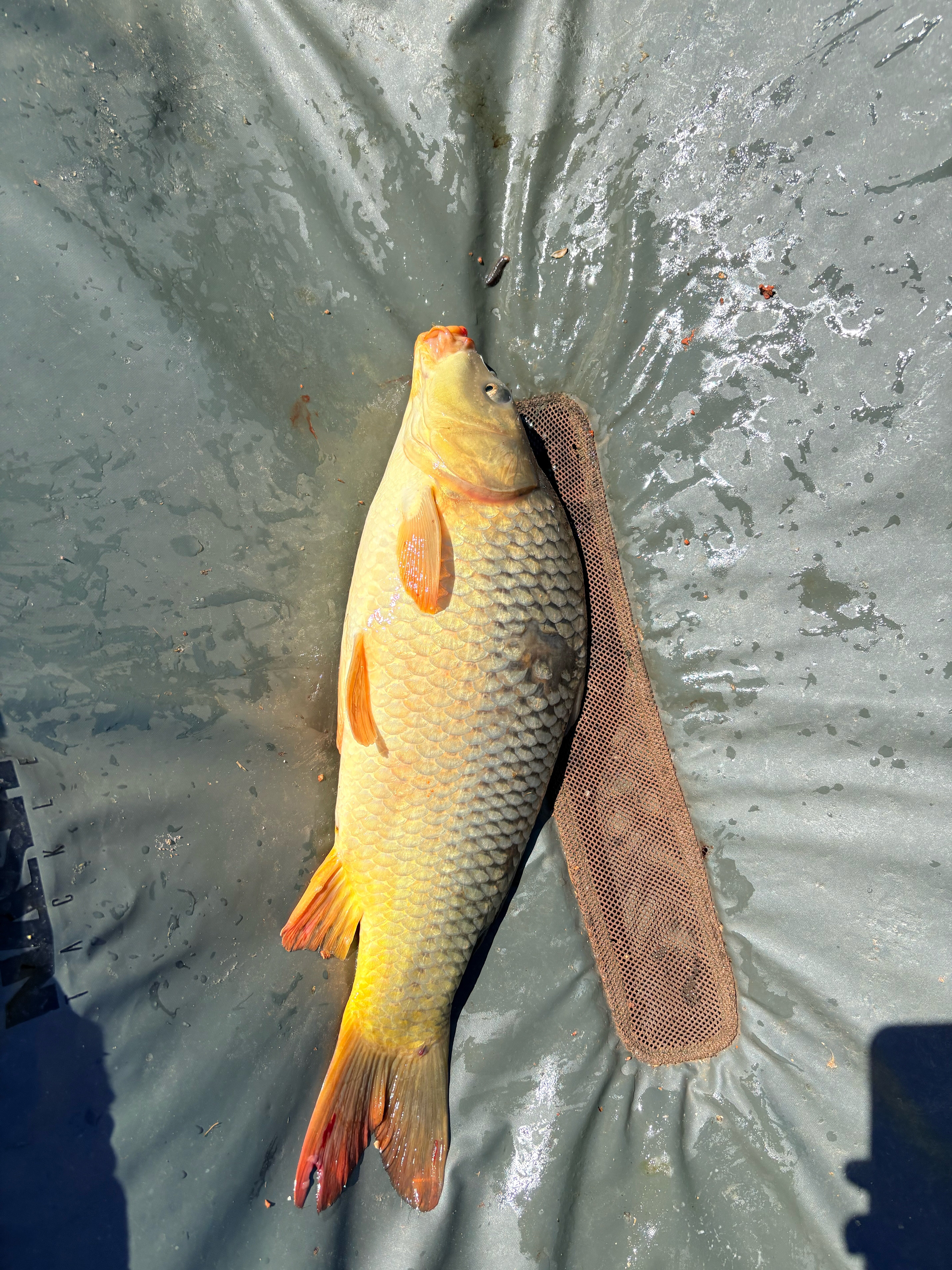 Фото Соловьиная роща