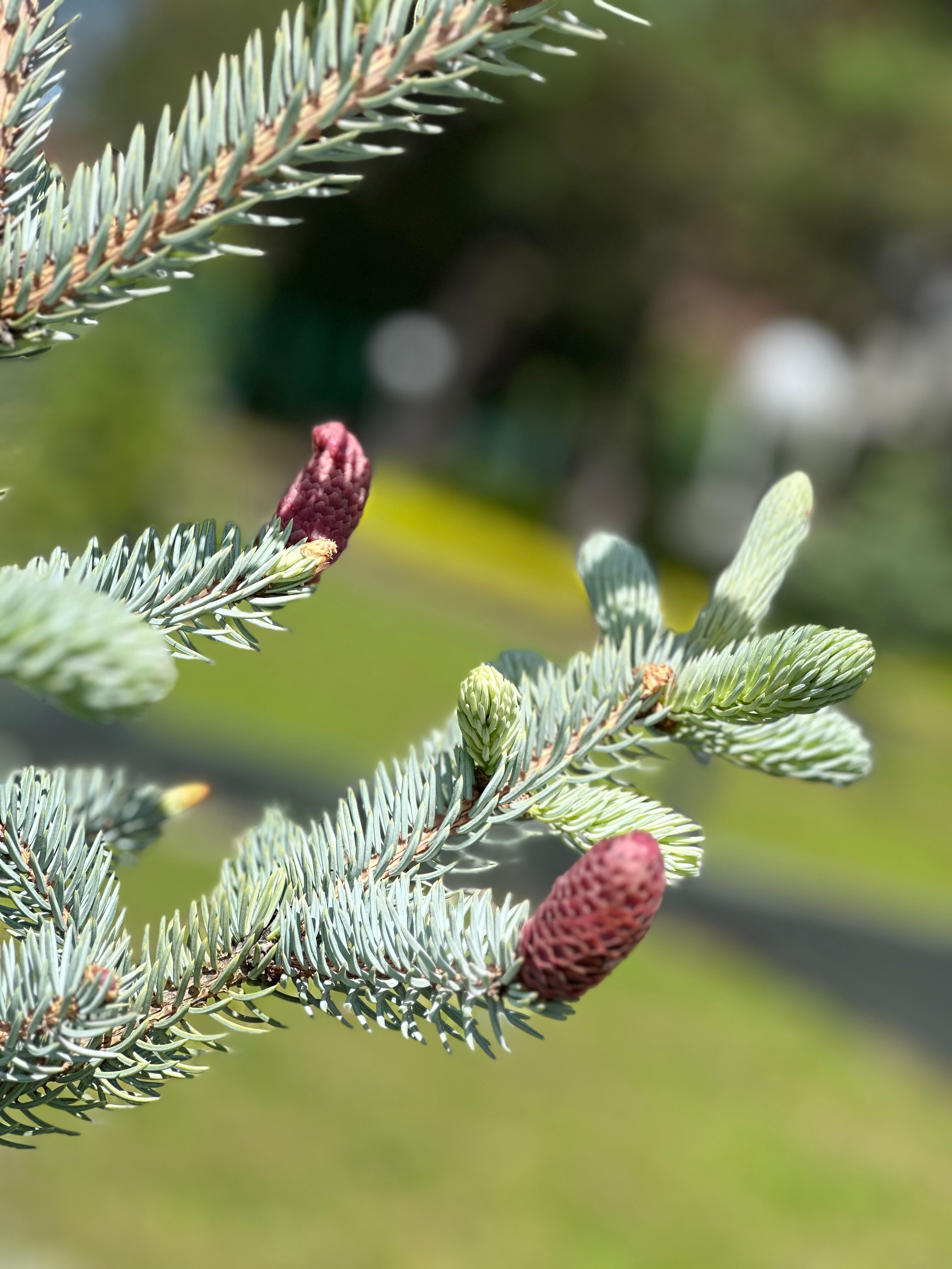 Фото Sosnovoe family club