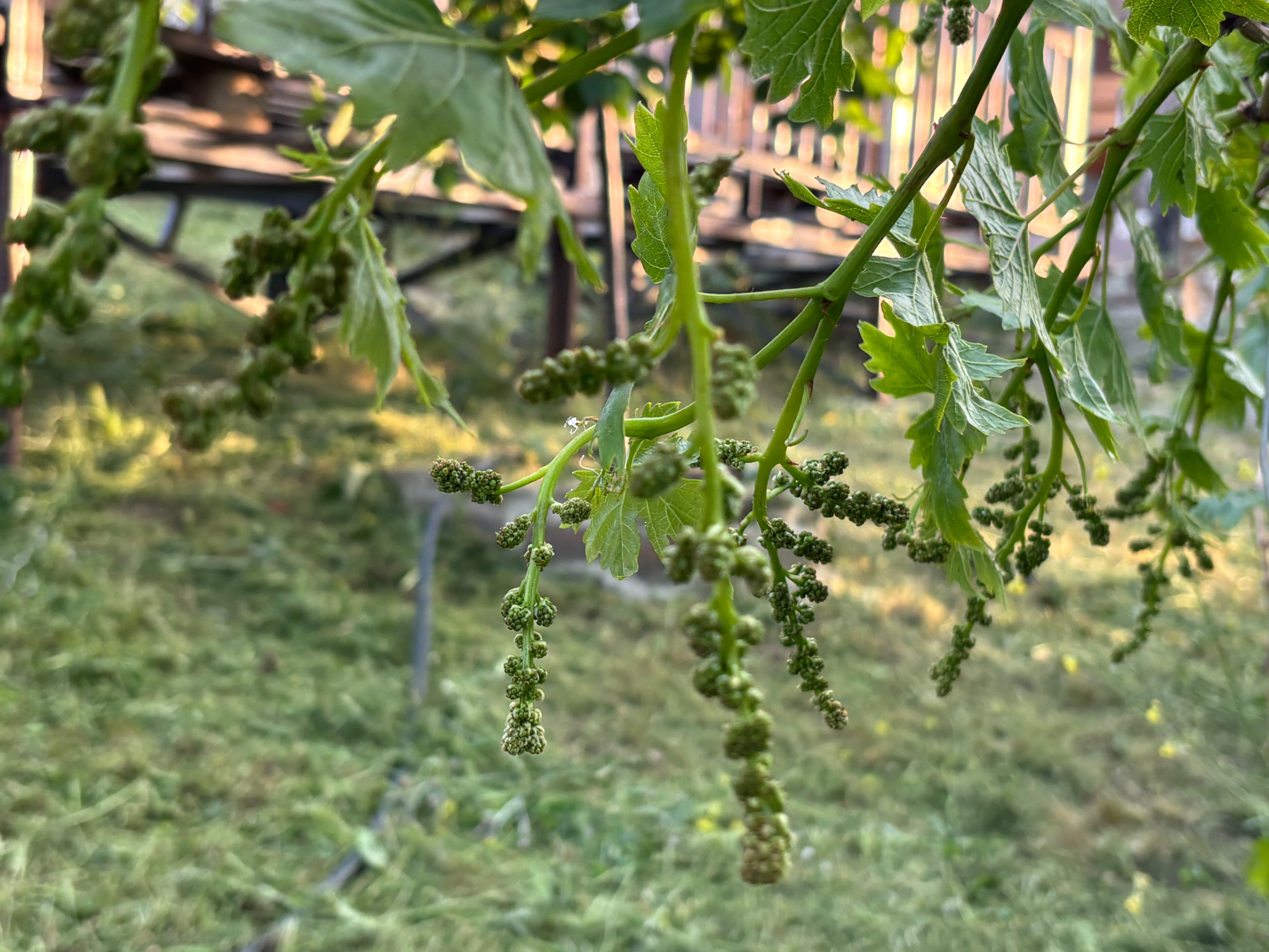 Фото Кипарис