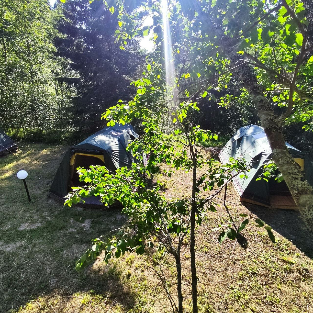 Фото Пение птиц