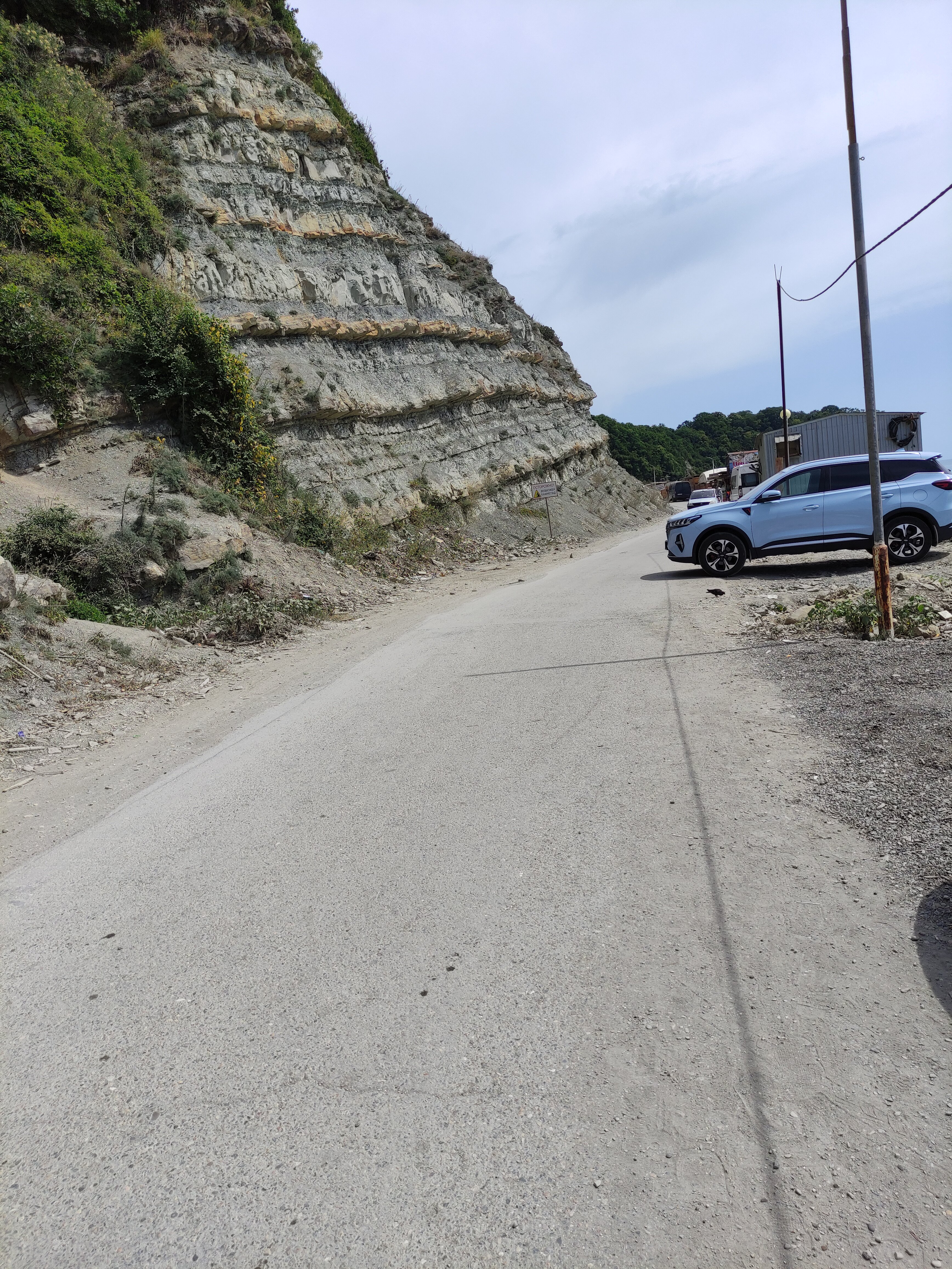 Фото Дельфин