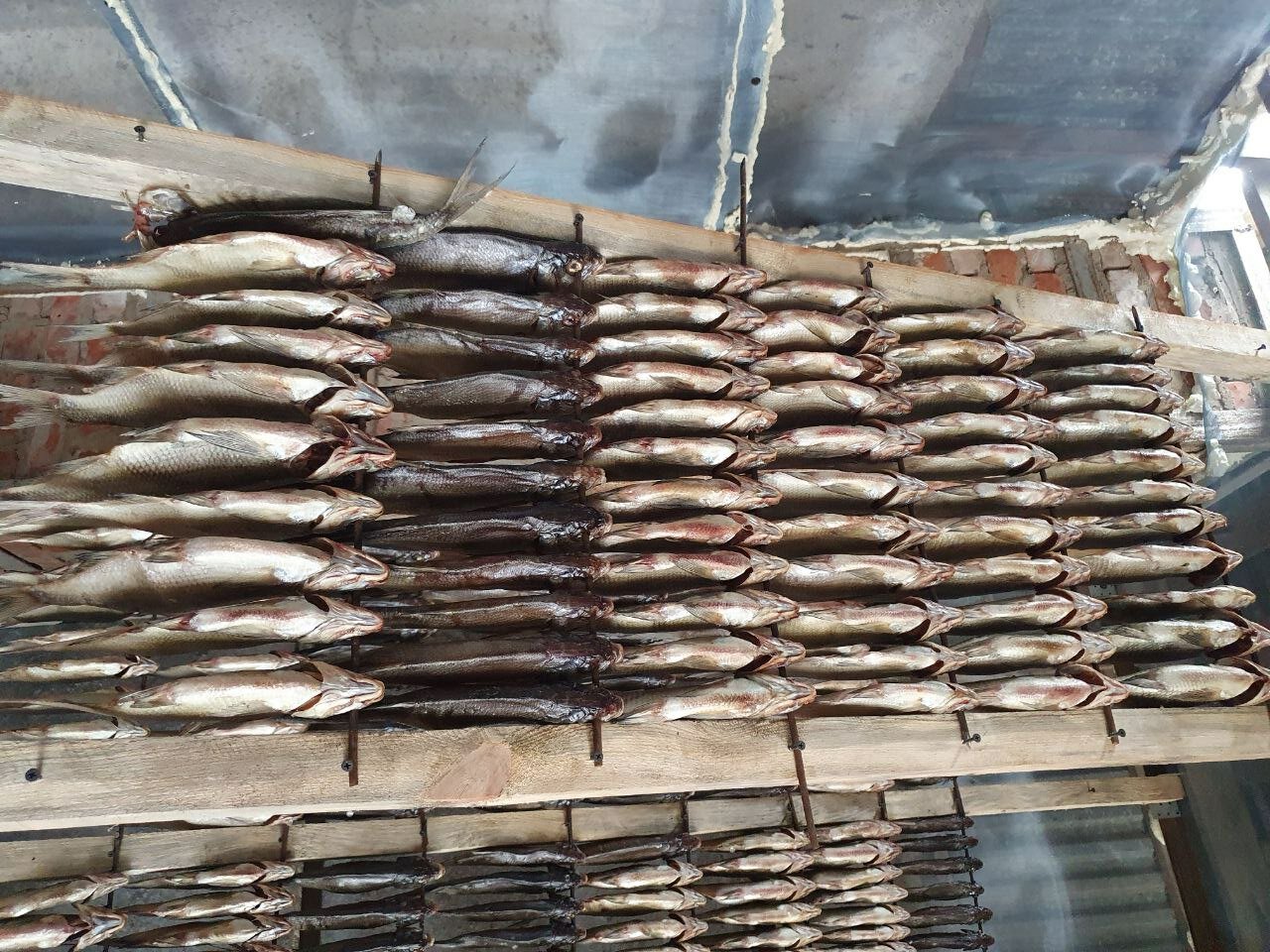 Фото Белый лев