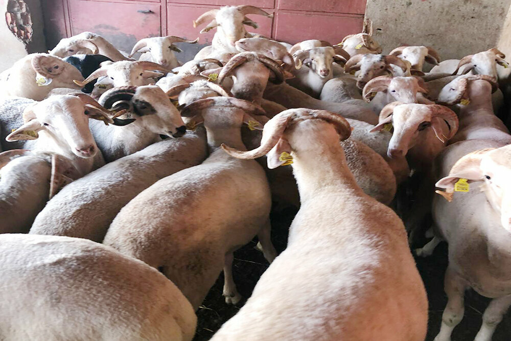 Intensive animal farming Adaklık Koç Satış Yeri, Istanbul, photo