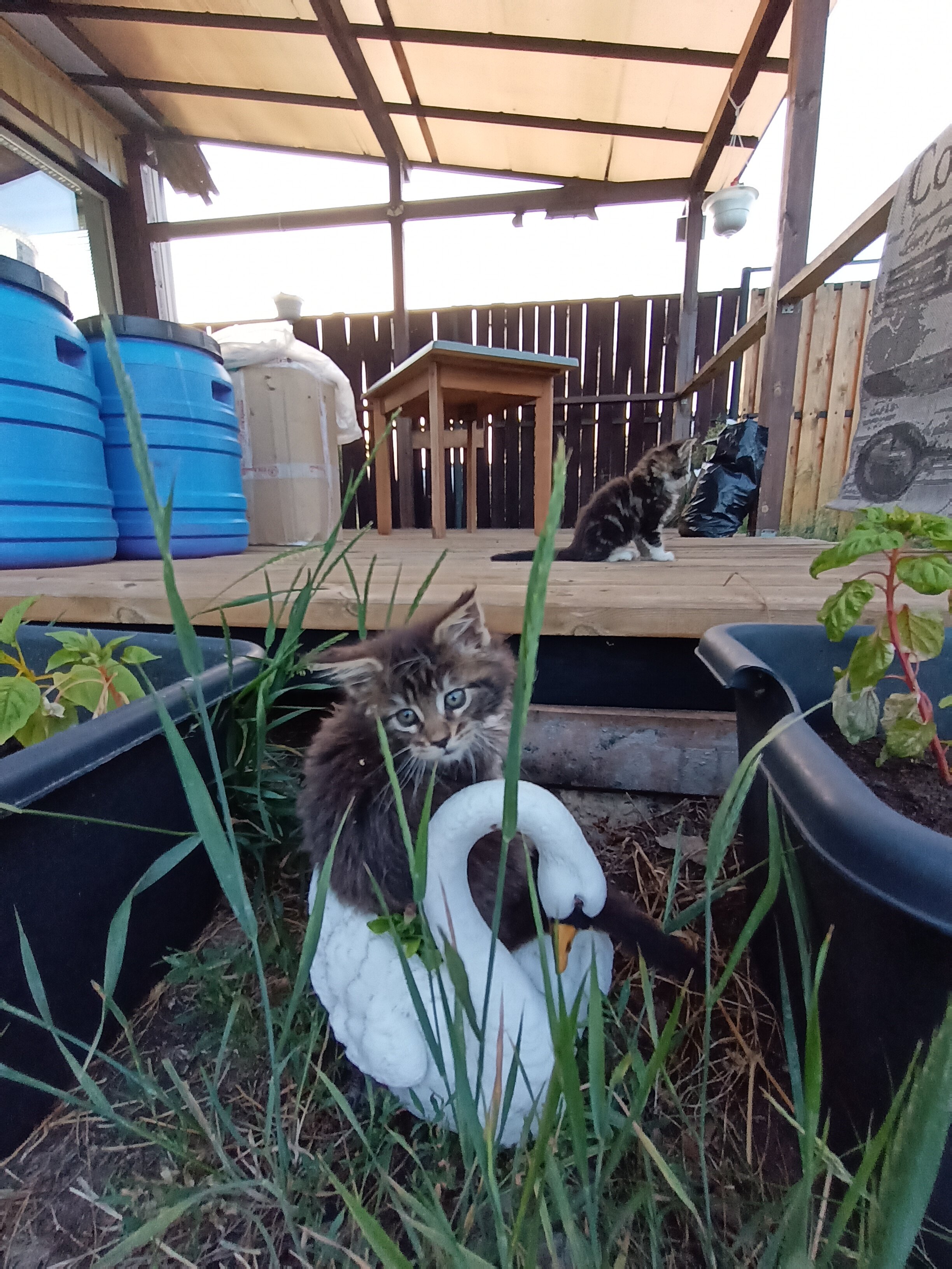 Фото Медвежье