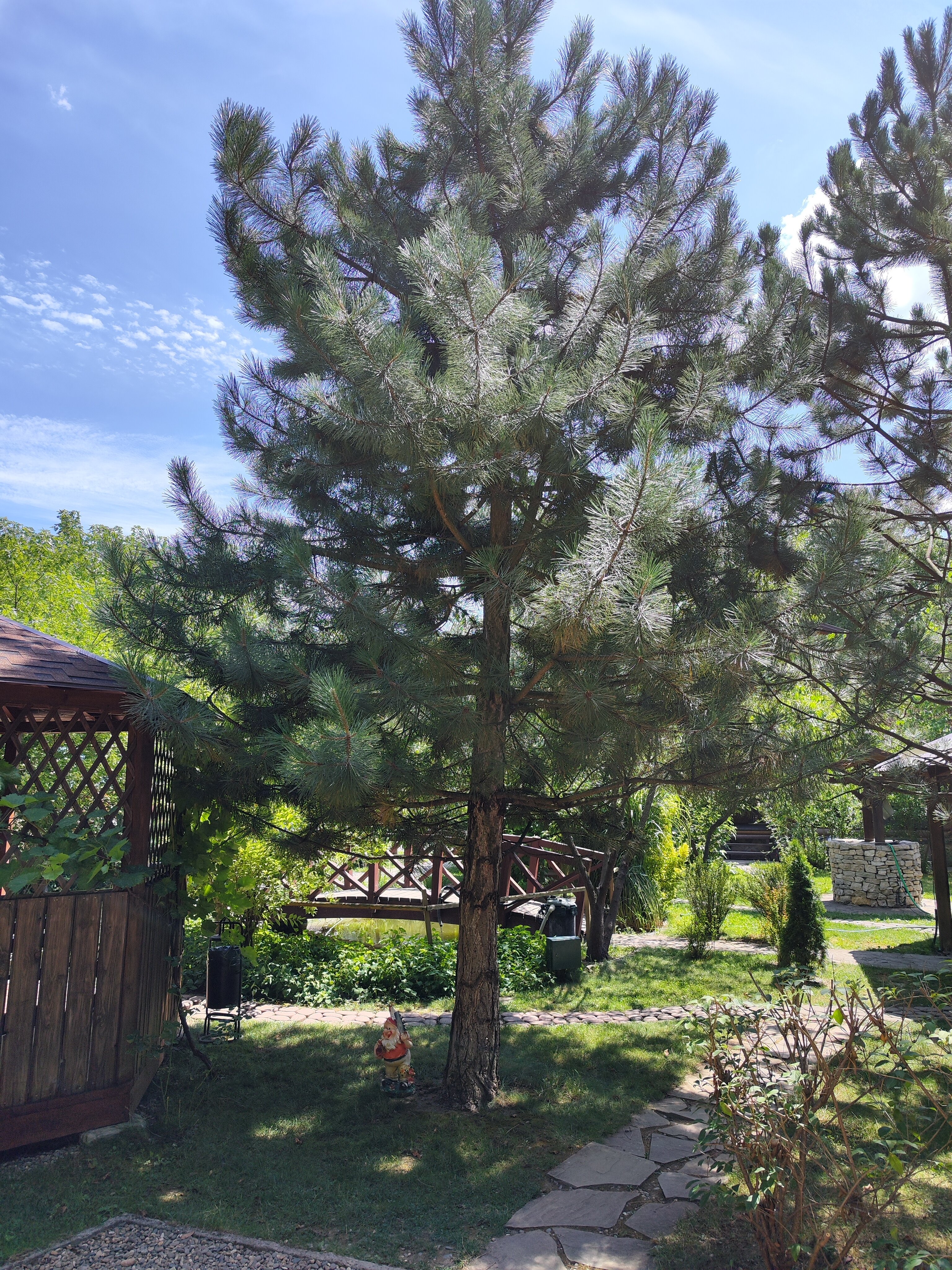 Фото Рябиновые бусы