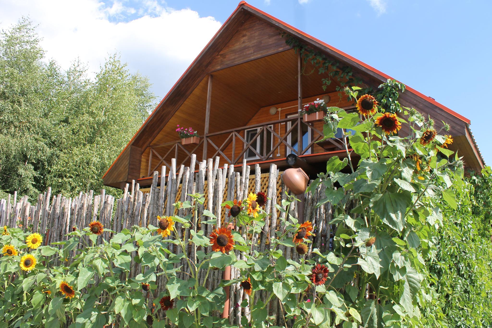 Фото Подсолнух