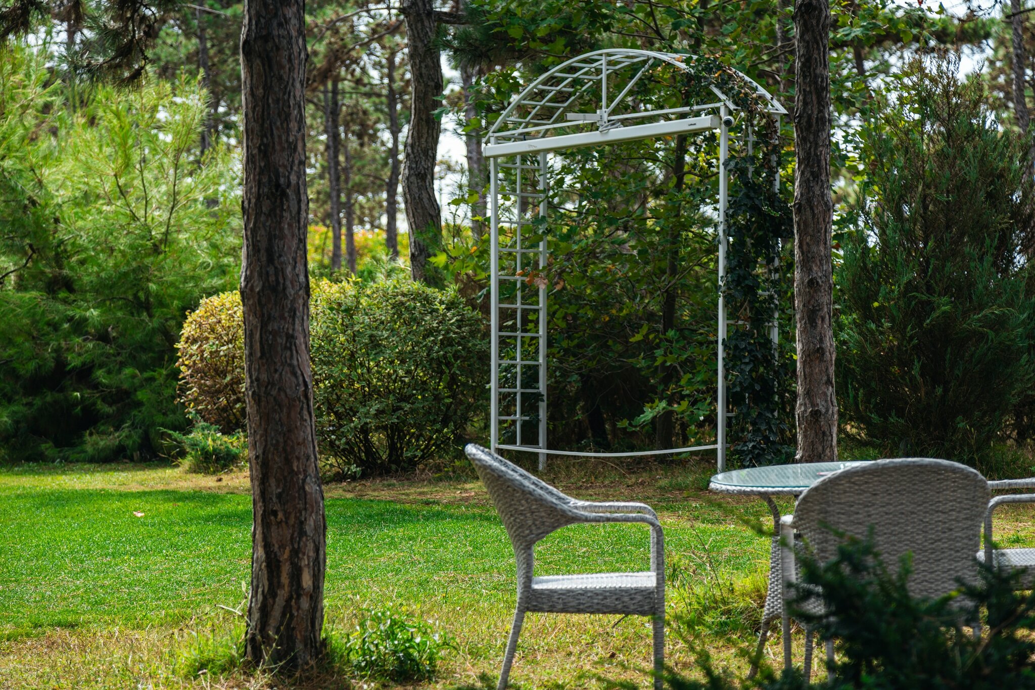 Фото Розмарин