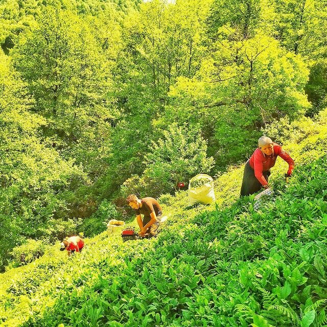 Farmers' market Hopadan Tea, Izmir, photo