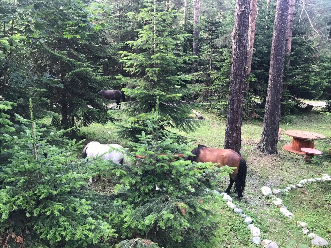Фото Белый волк