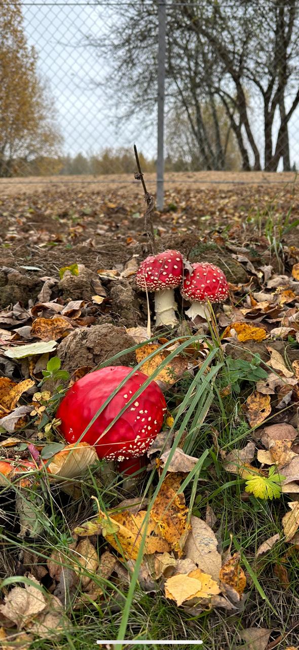 Фото Гостевой комплекс Сычёвки