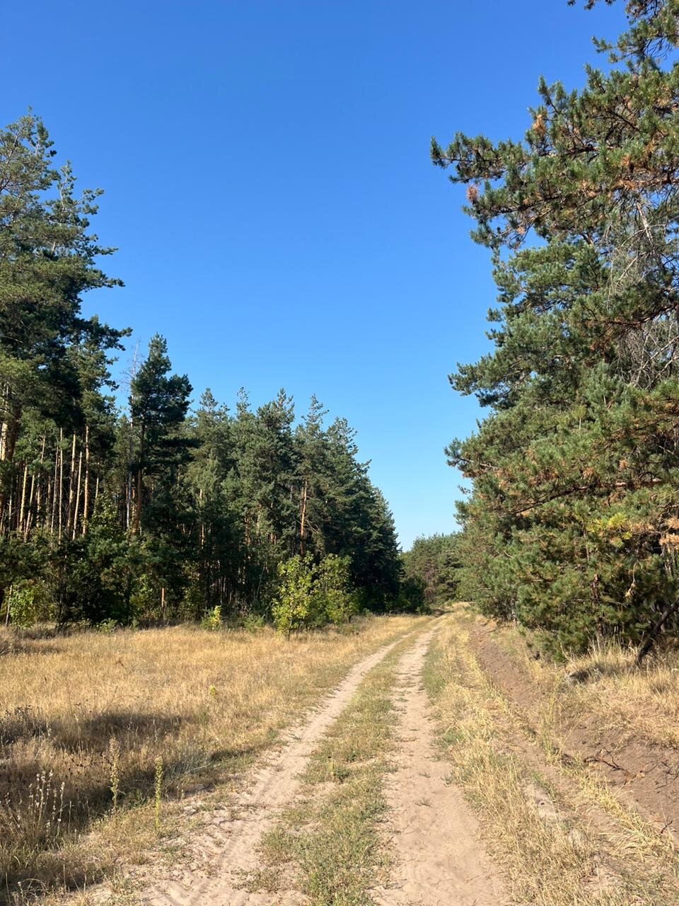 Фото Шишкин Афрейм