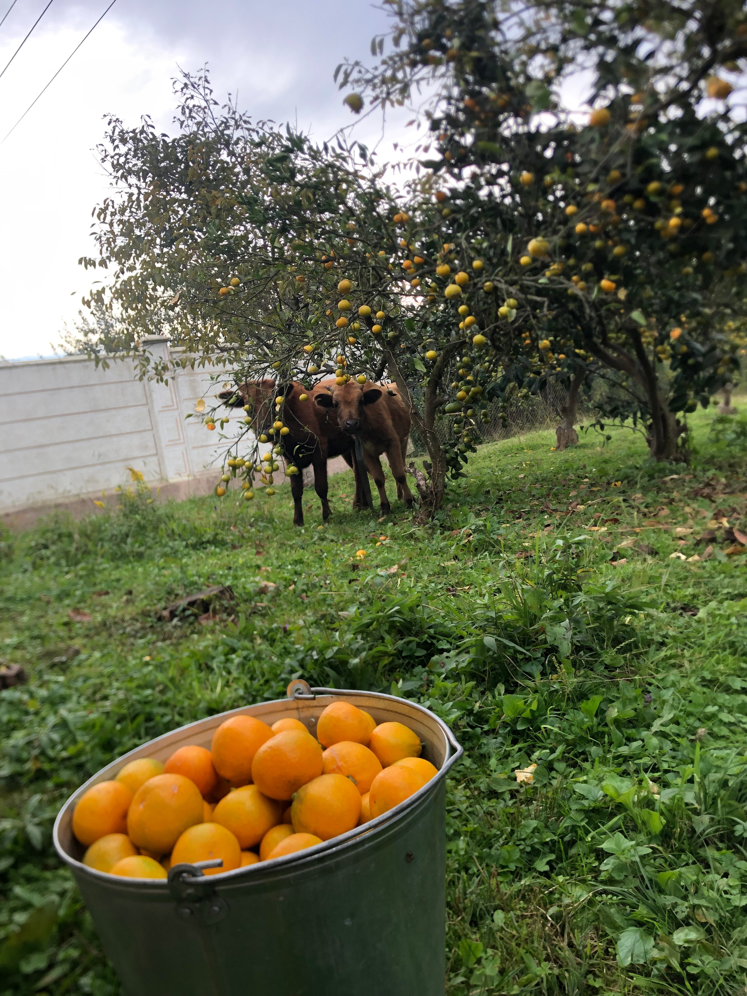 Фото Rodnik village&spa