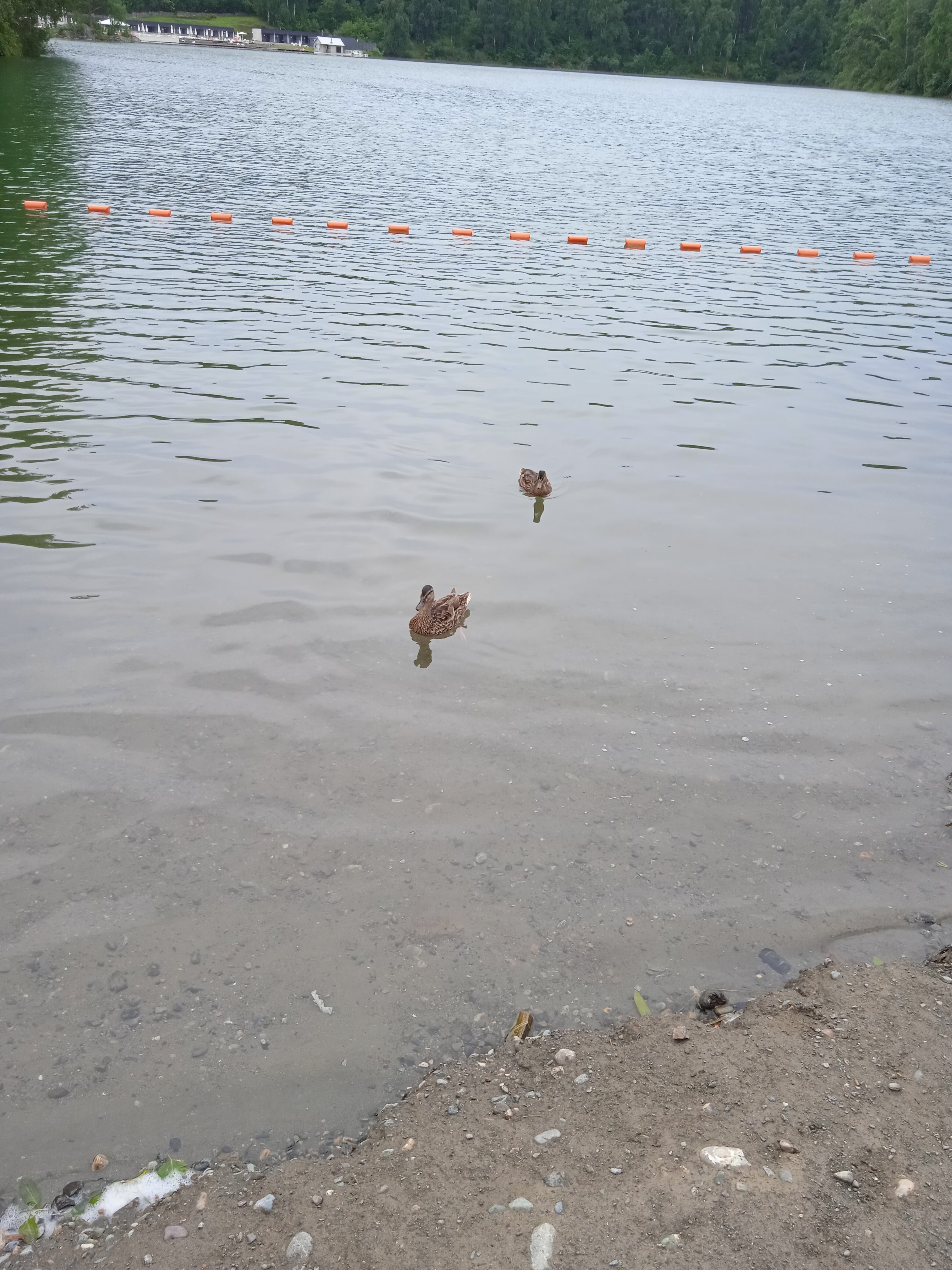 Фото Берёзка