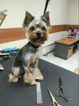 Happy Tail (Batyrshina Street, 23) ، صالون حيوانات أليفة