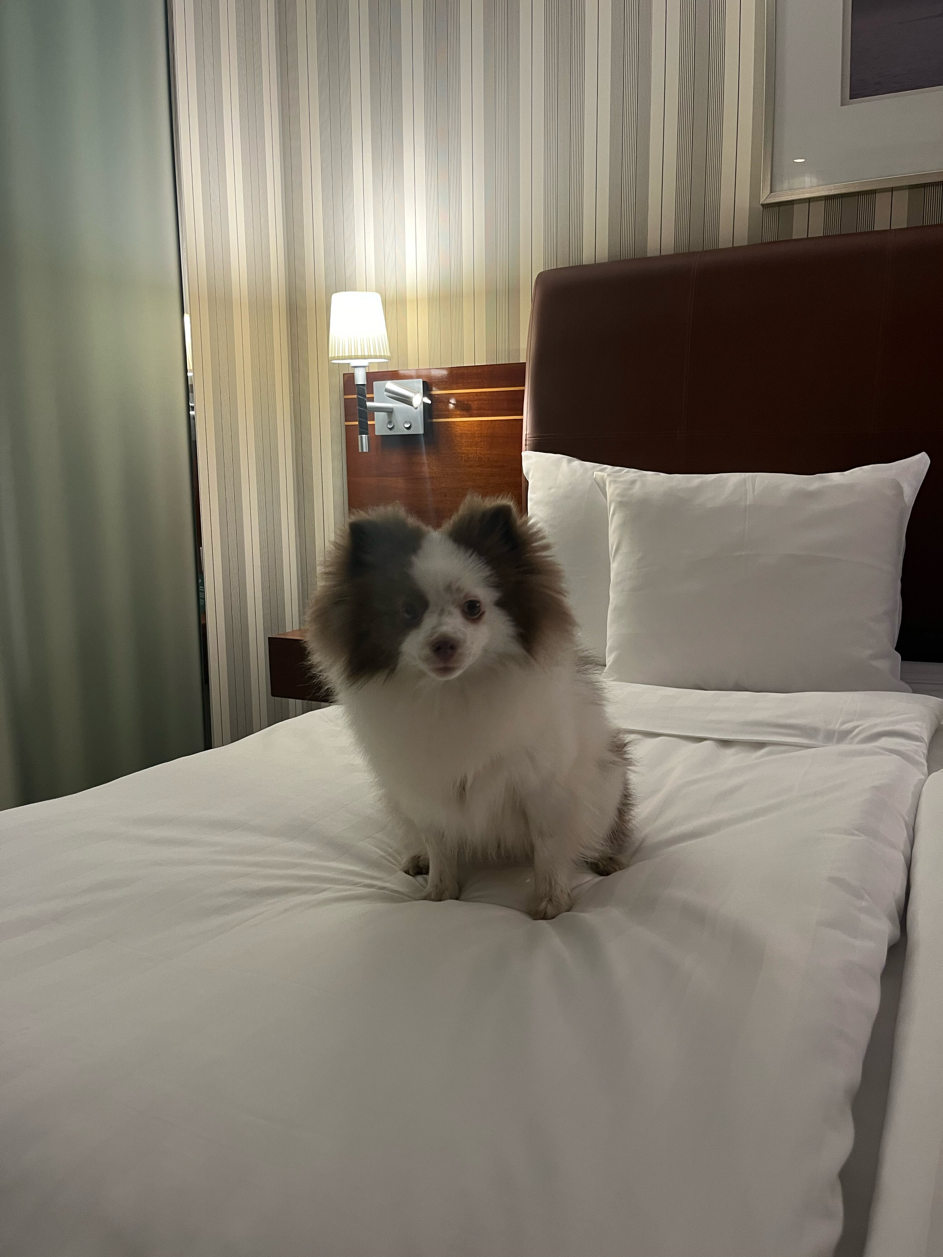 Фото Palace Bridge Hotel