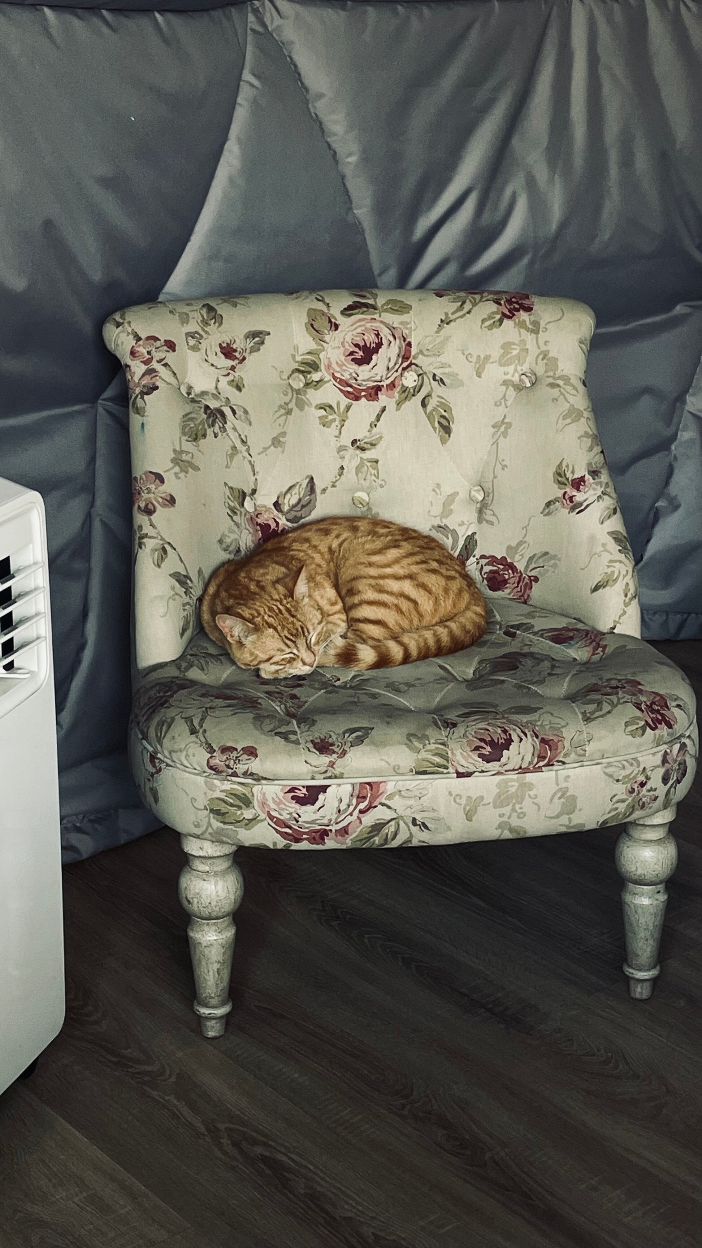 Фото Гевара Дача