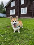 Zoogostinitsa Cat And Dog (derevnya Novoye (Leskovskiy selsovet), 2А), hotel para animales