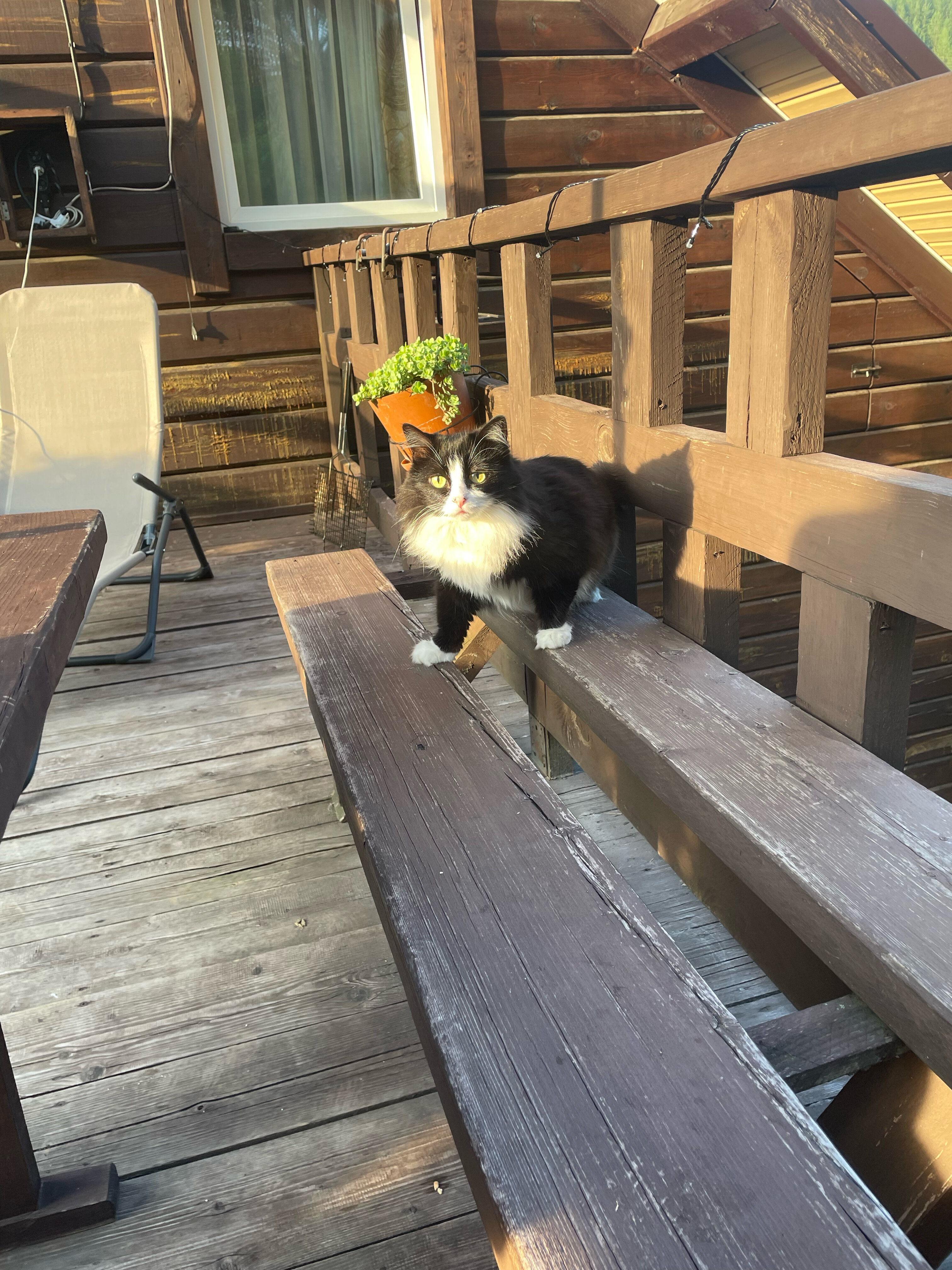 Фото Горная Пчела