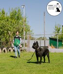 Школа пансионат дрессировки Орлиное Гнездо (posyolok Nadezhda, Levoberezhnaya ulitsa, 25), zoo center