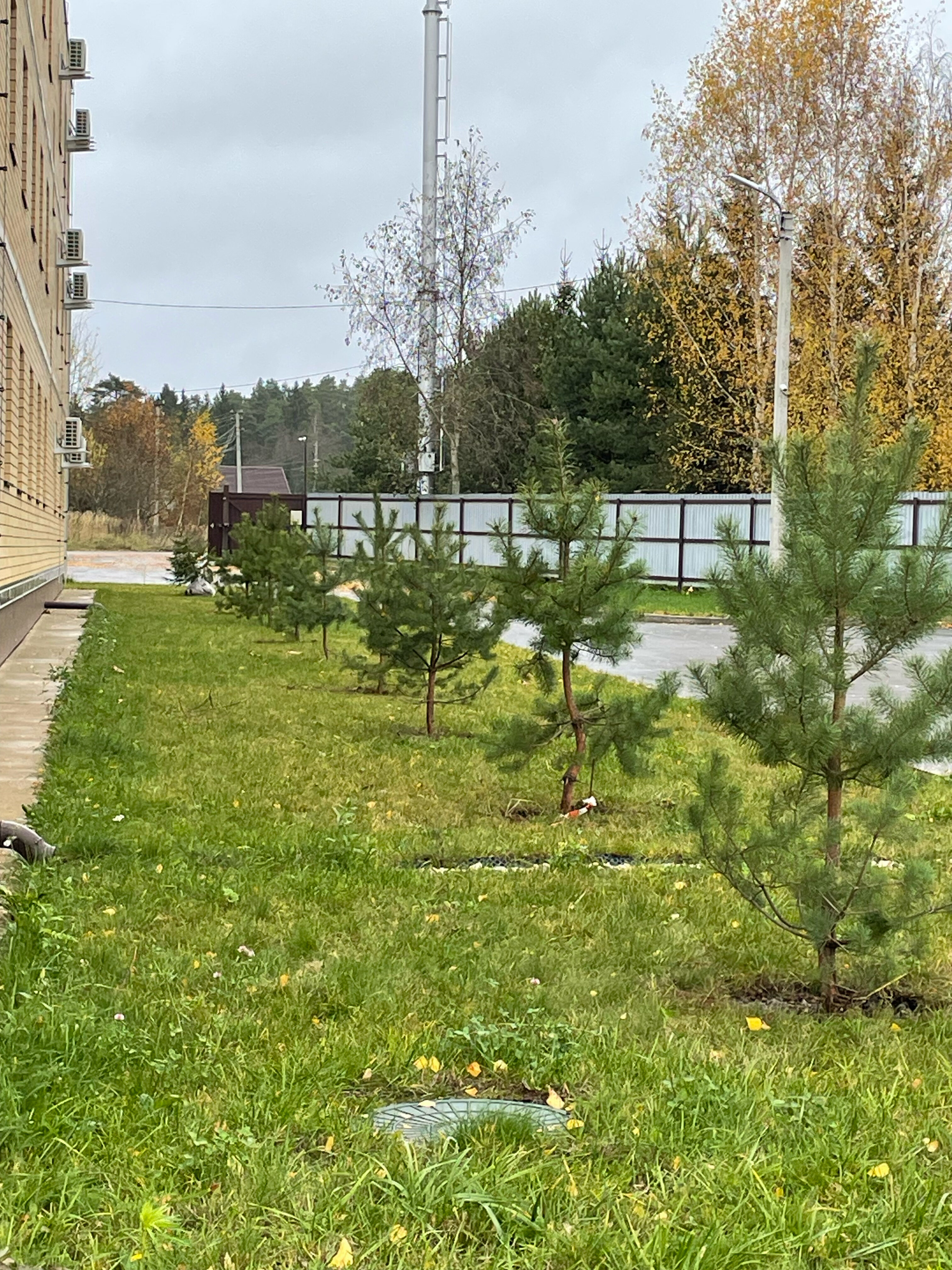 Фото Этилия