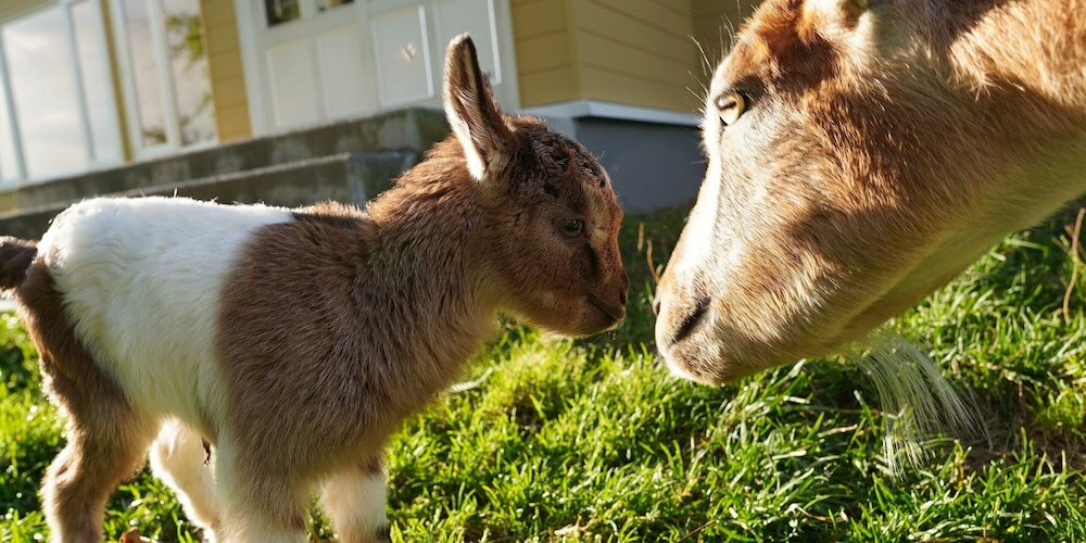 Фото Kiyosato Ihatov Hostel