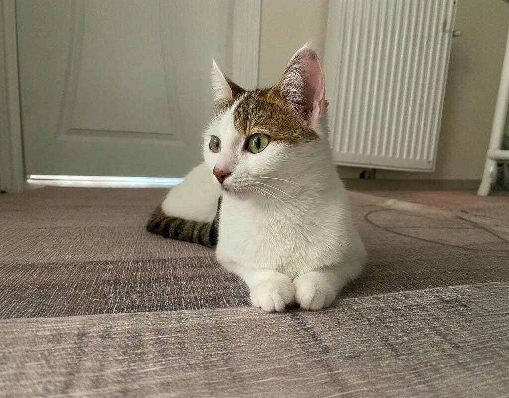 Veterinary clinic Terapi Veteriner Avanos, Avanos, photo