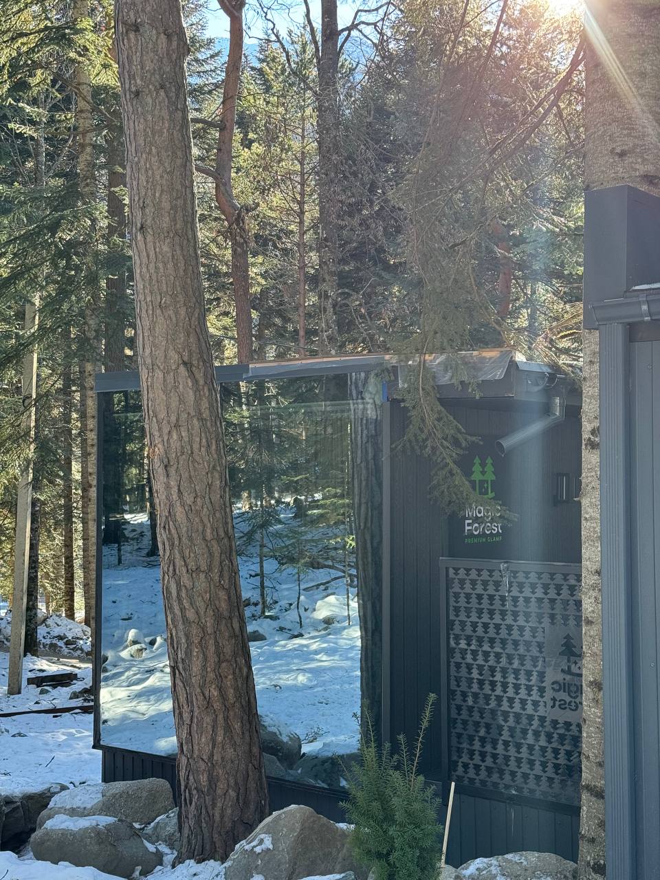 Фото Magic Forest