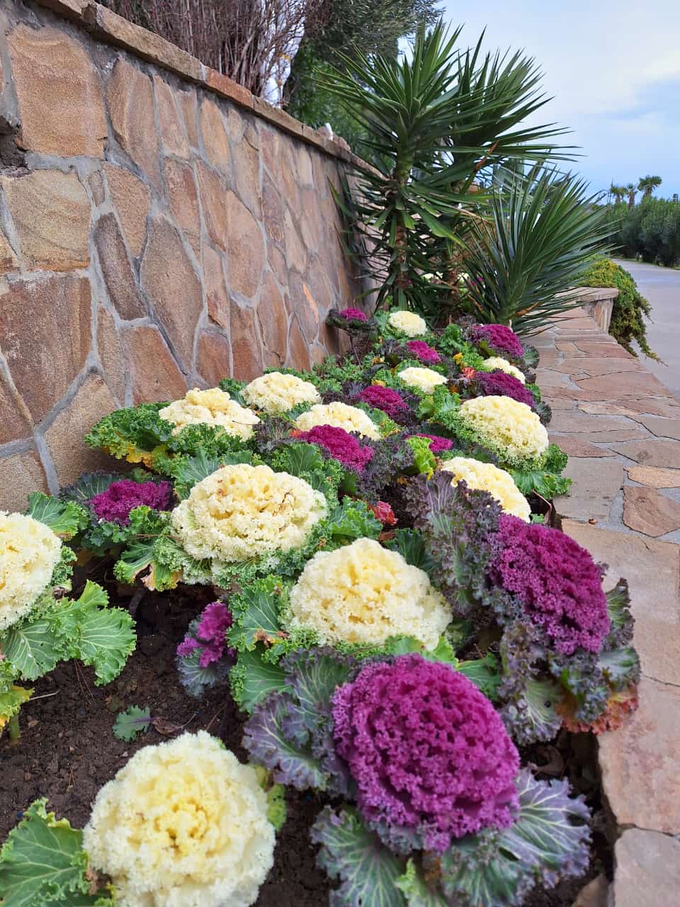 Фото Медуза