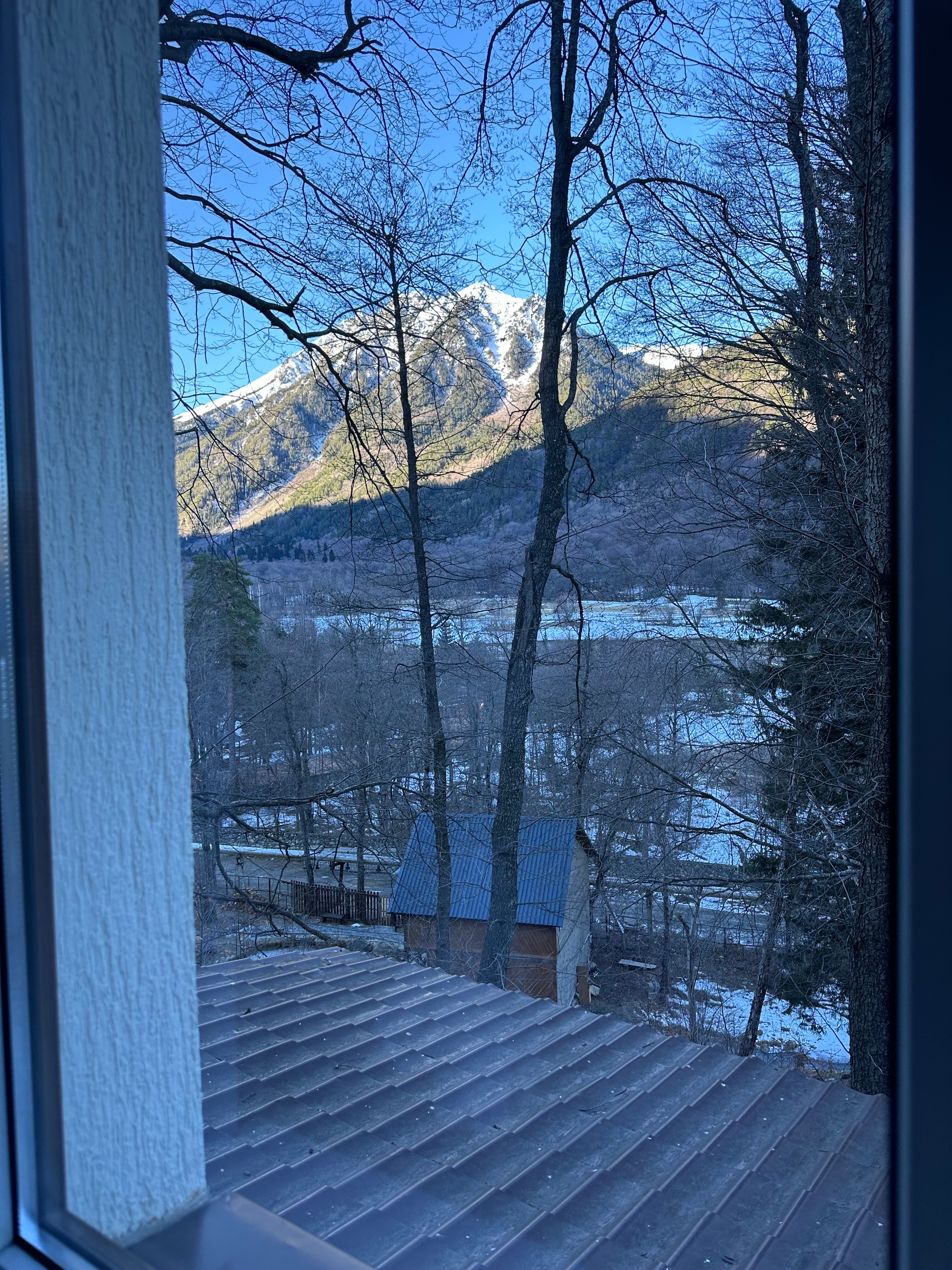 Фото Ягодный тис