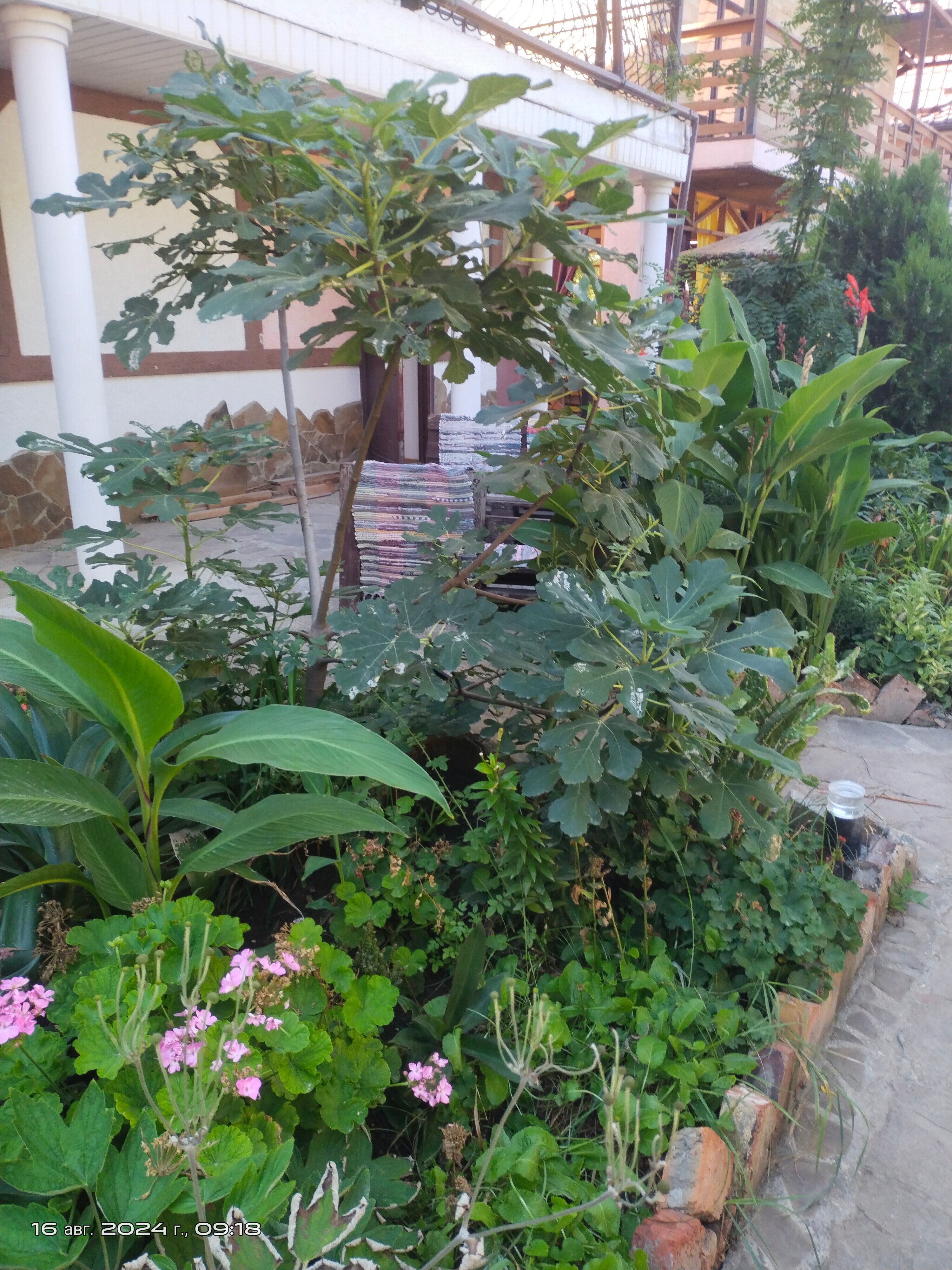 Фото Муравейник